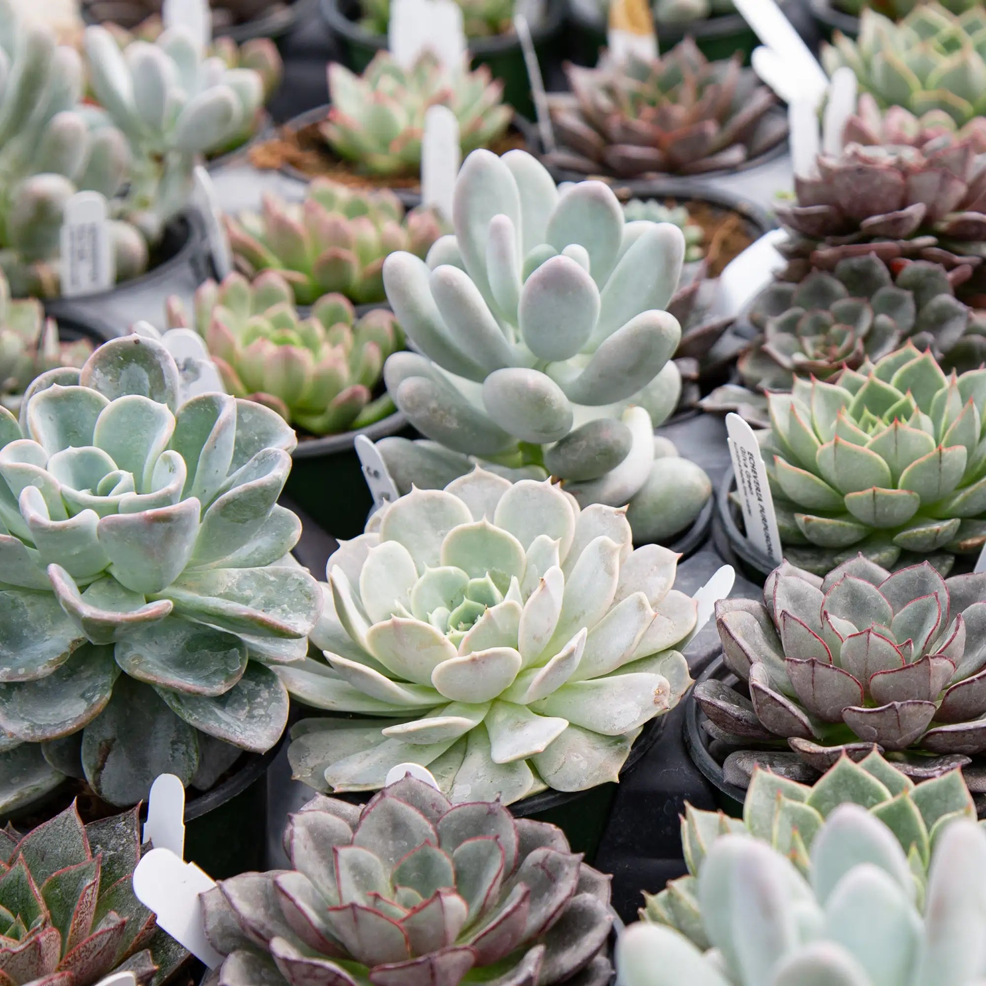 Echeveria