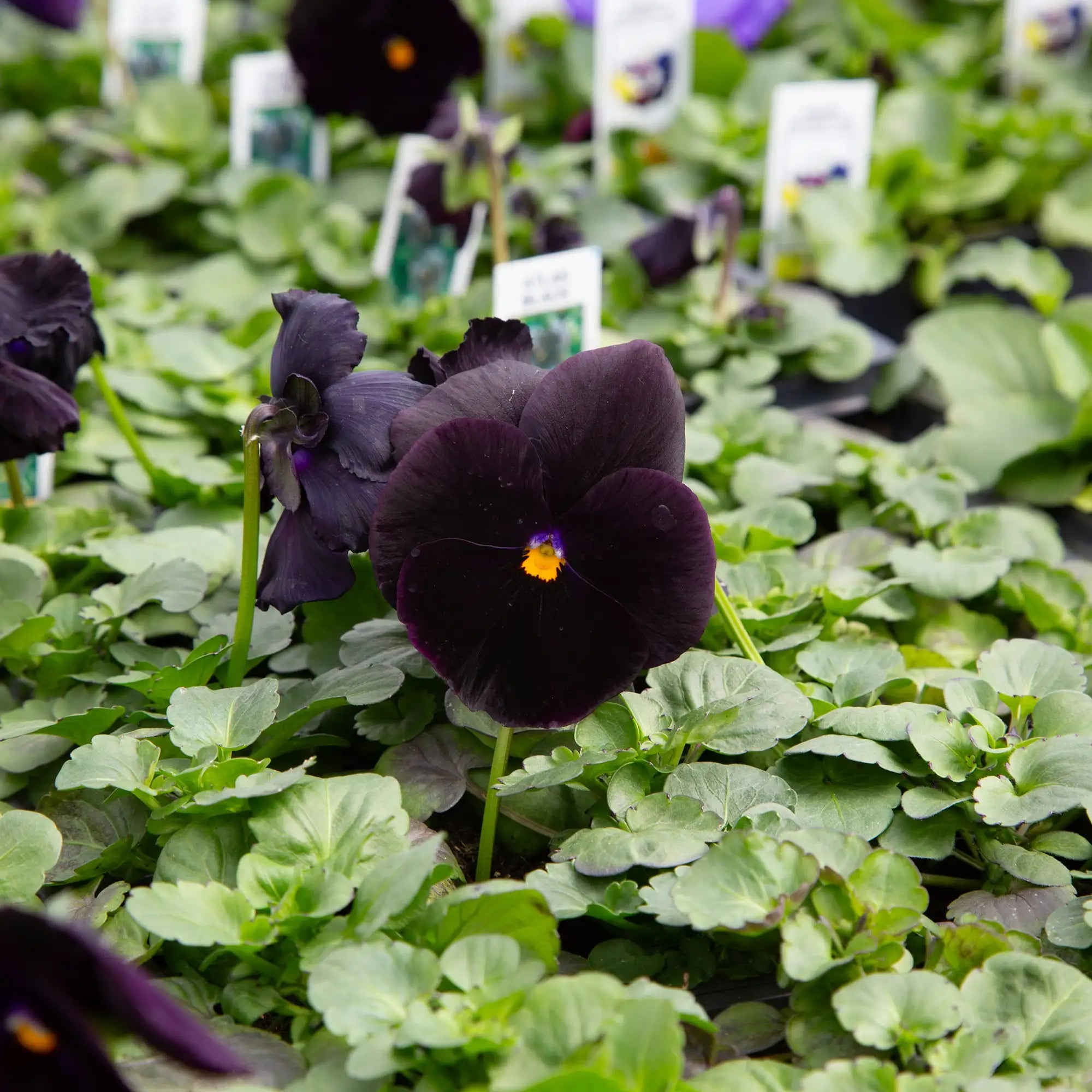Pansy 'Atlas Black'