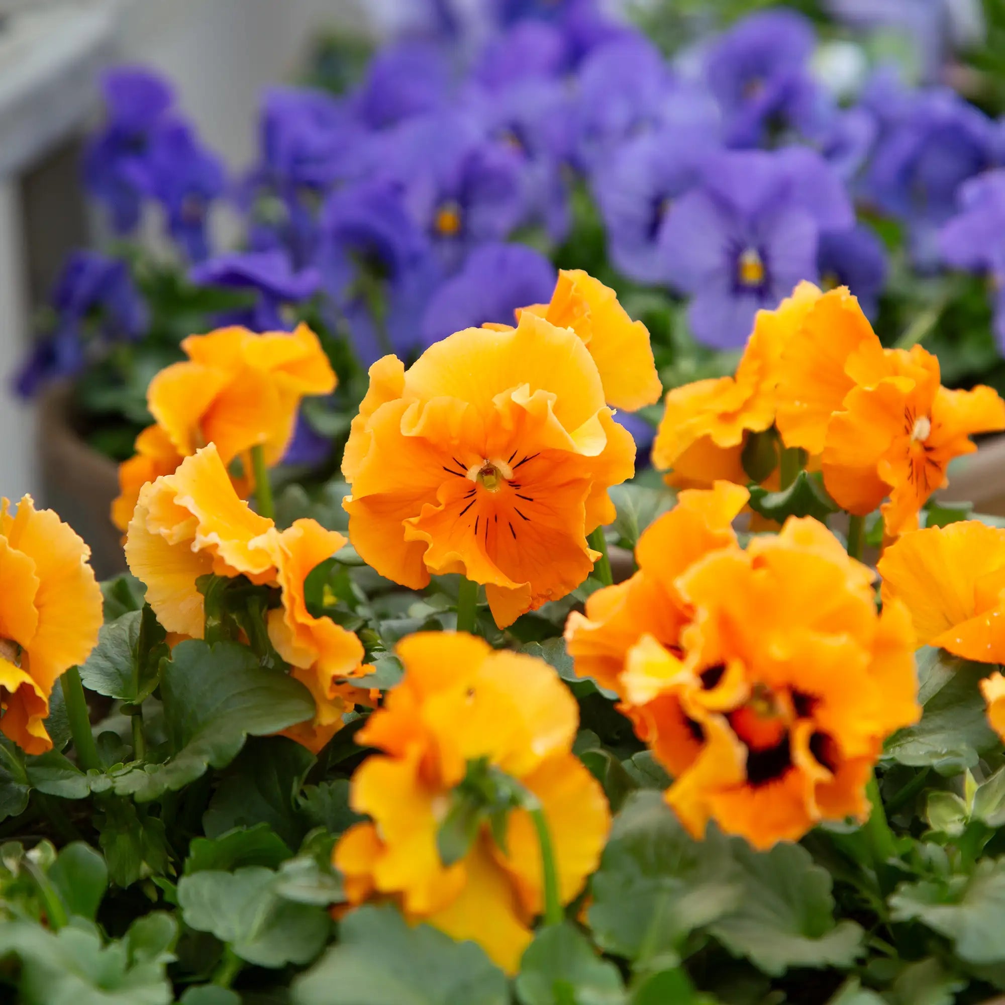 Pansy 'Frizzle Sizzle Orange'