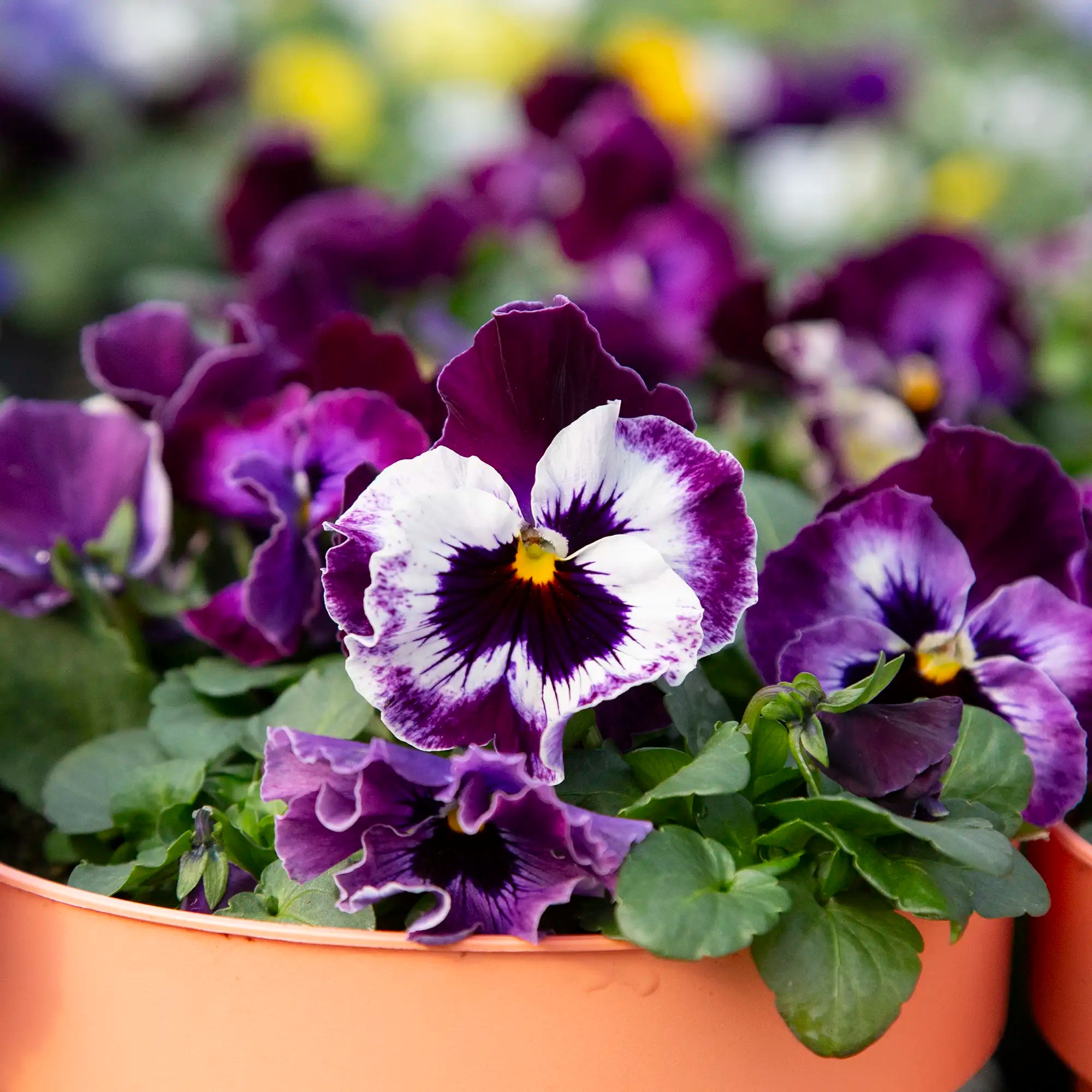 Pansy 'Frizzle Sizzle Raspberry'