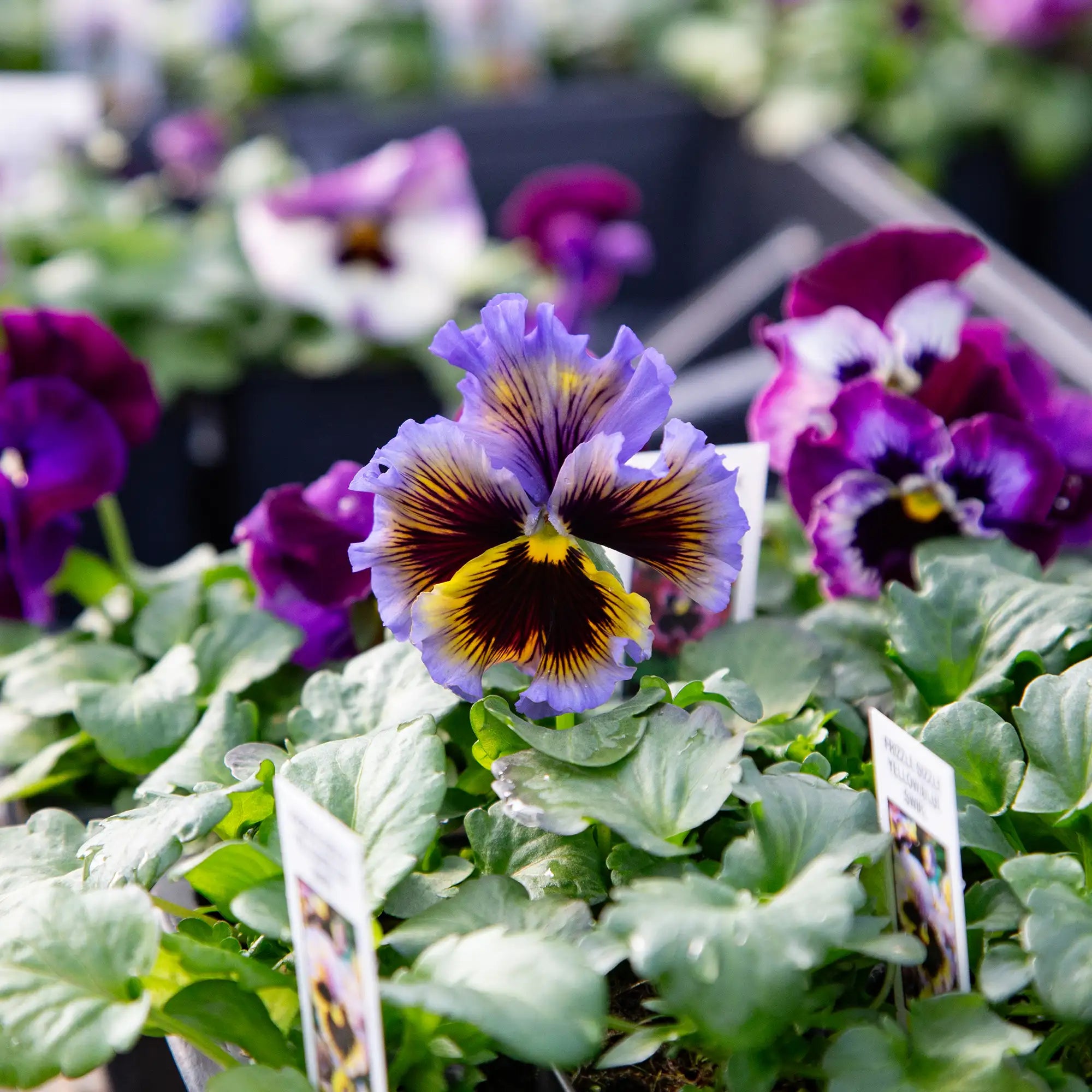 Pansy 'Frizzle Sizzle Yellow Blue Swirl'