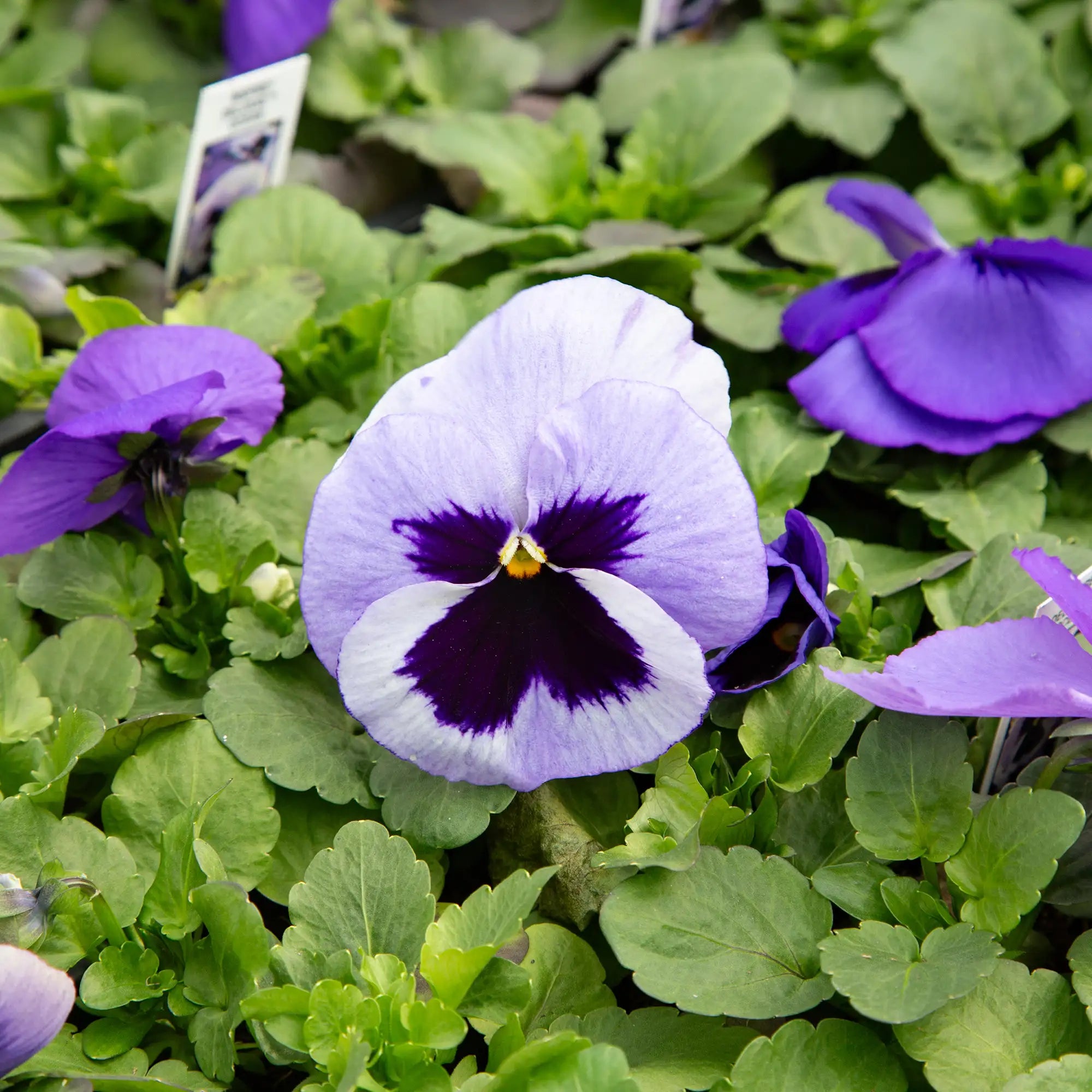 Pansy Inspire® DeluXXe® 'Ocean'
