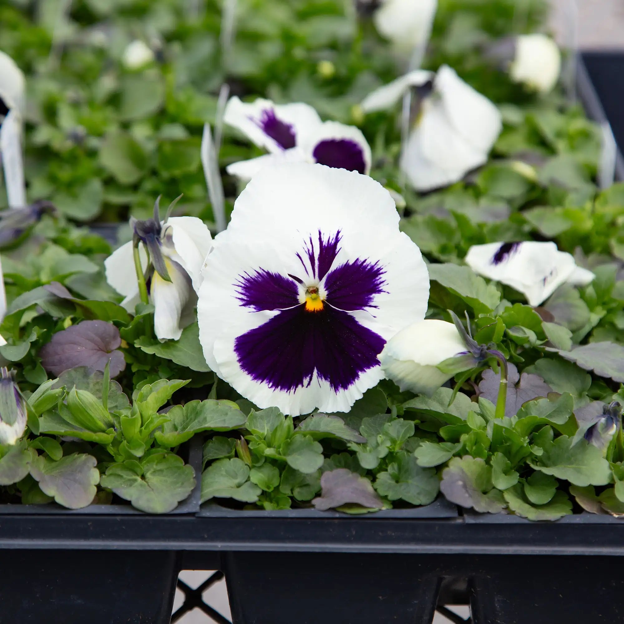Pansy Inspire® DeluXXe® 'White Blotch'
