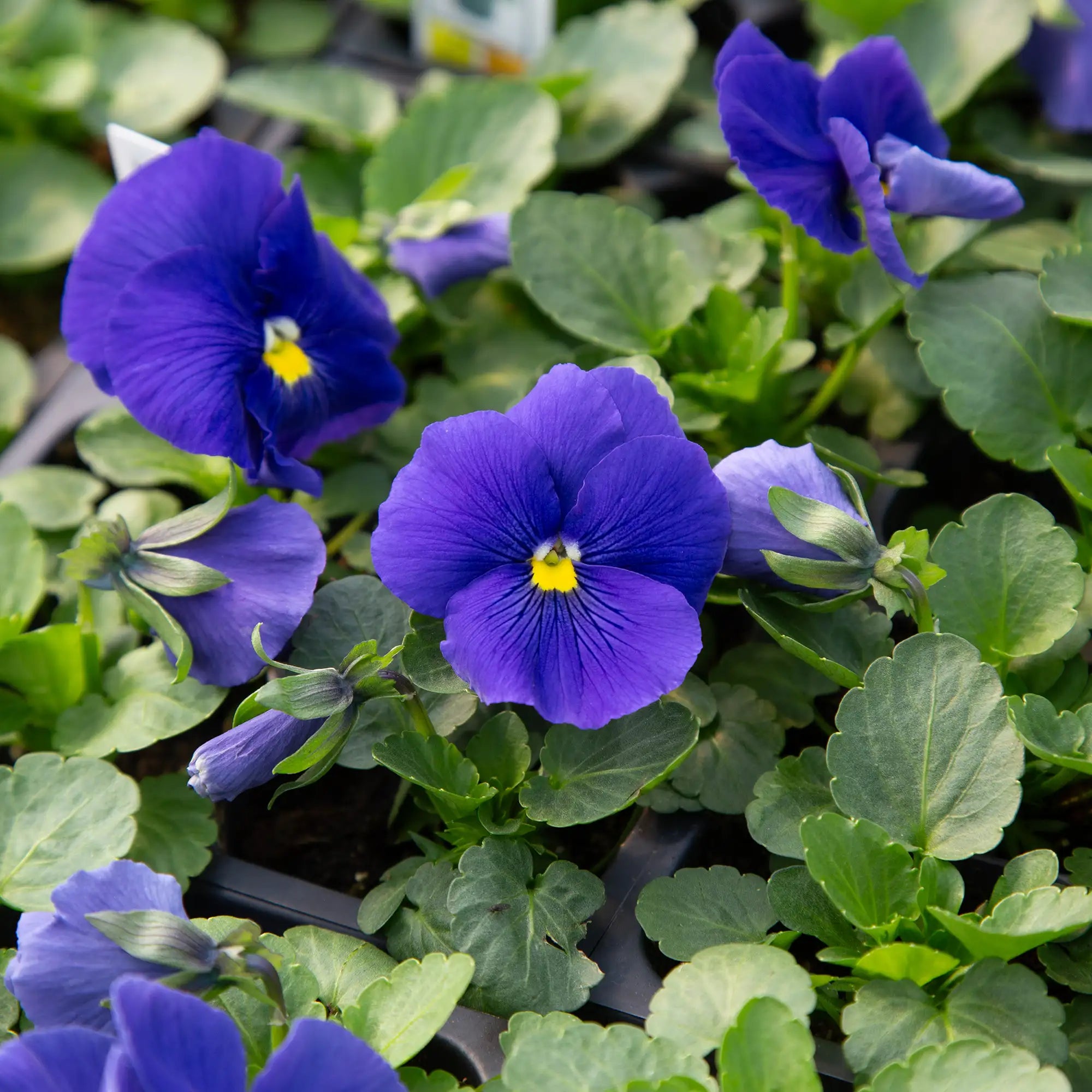 Pansy Inspire® Plus 'True Blue'