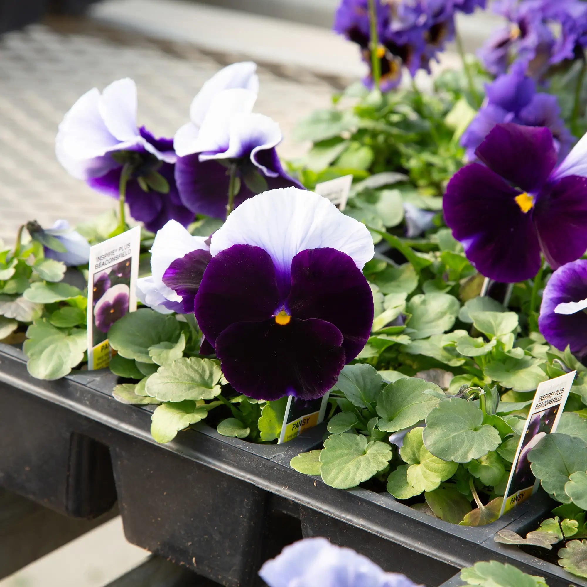 Pansy Inspire® Plus 'Beaconsfield'