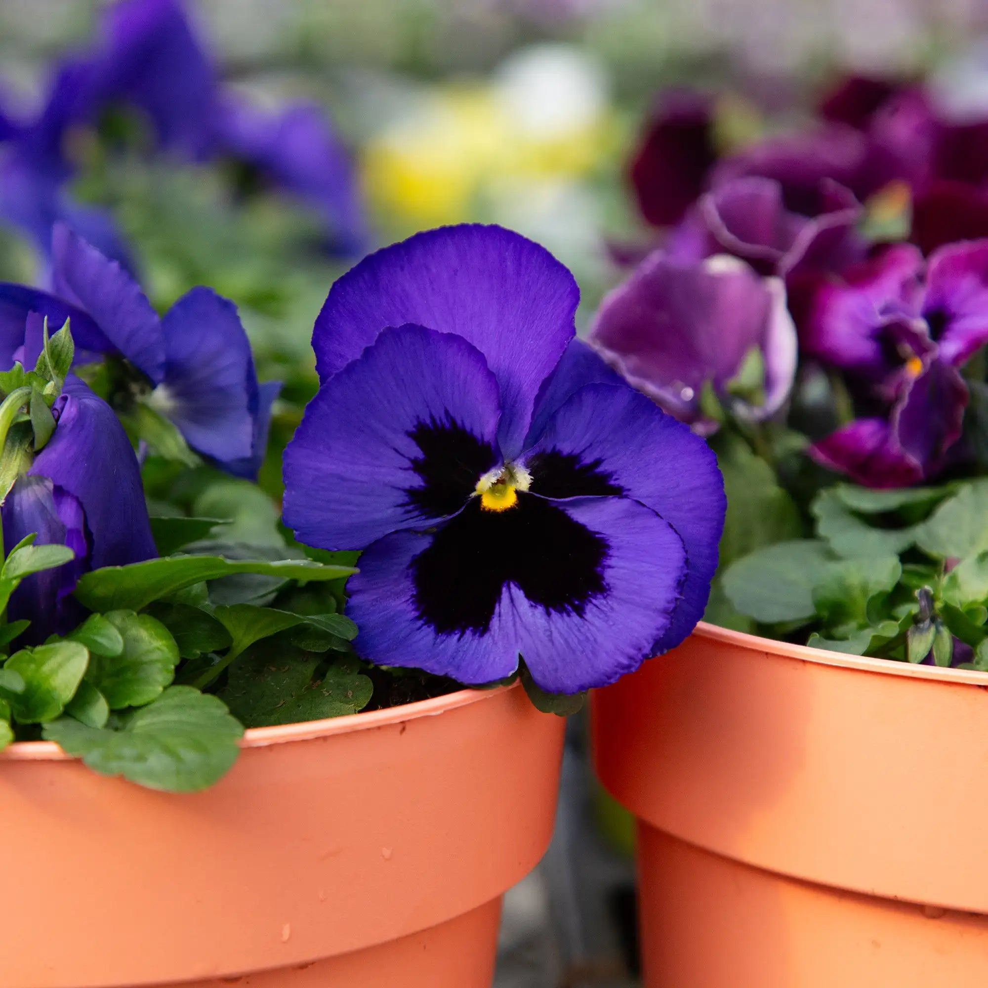 Pansy Inspire® Plus 'Blue Blotch'