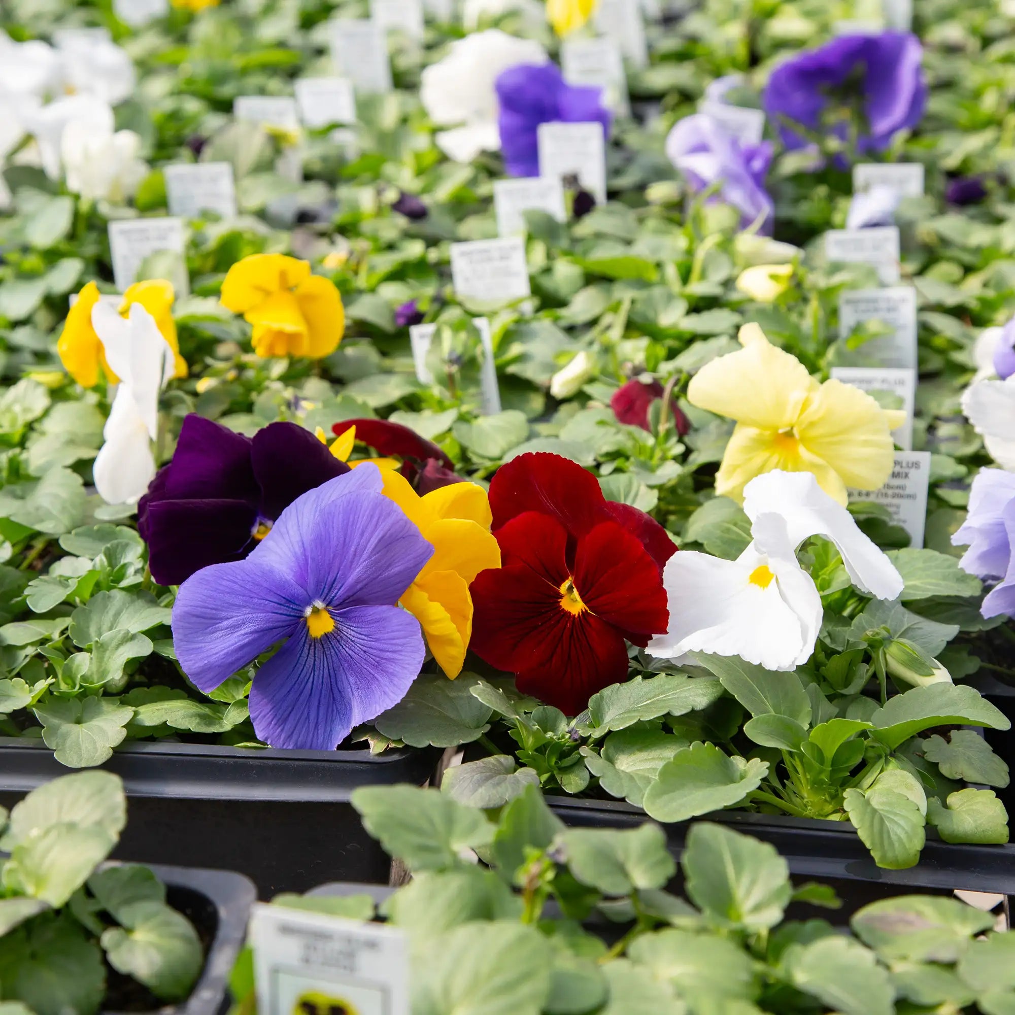 Pansy Inspire® Plus 'Clear Mix'
