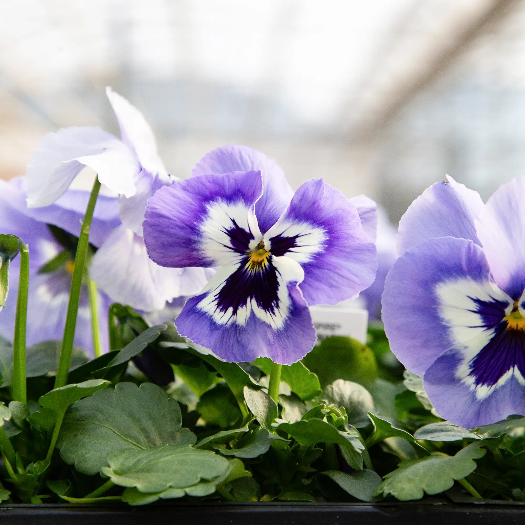 Pansy Inspire® Plus 'Marina'