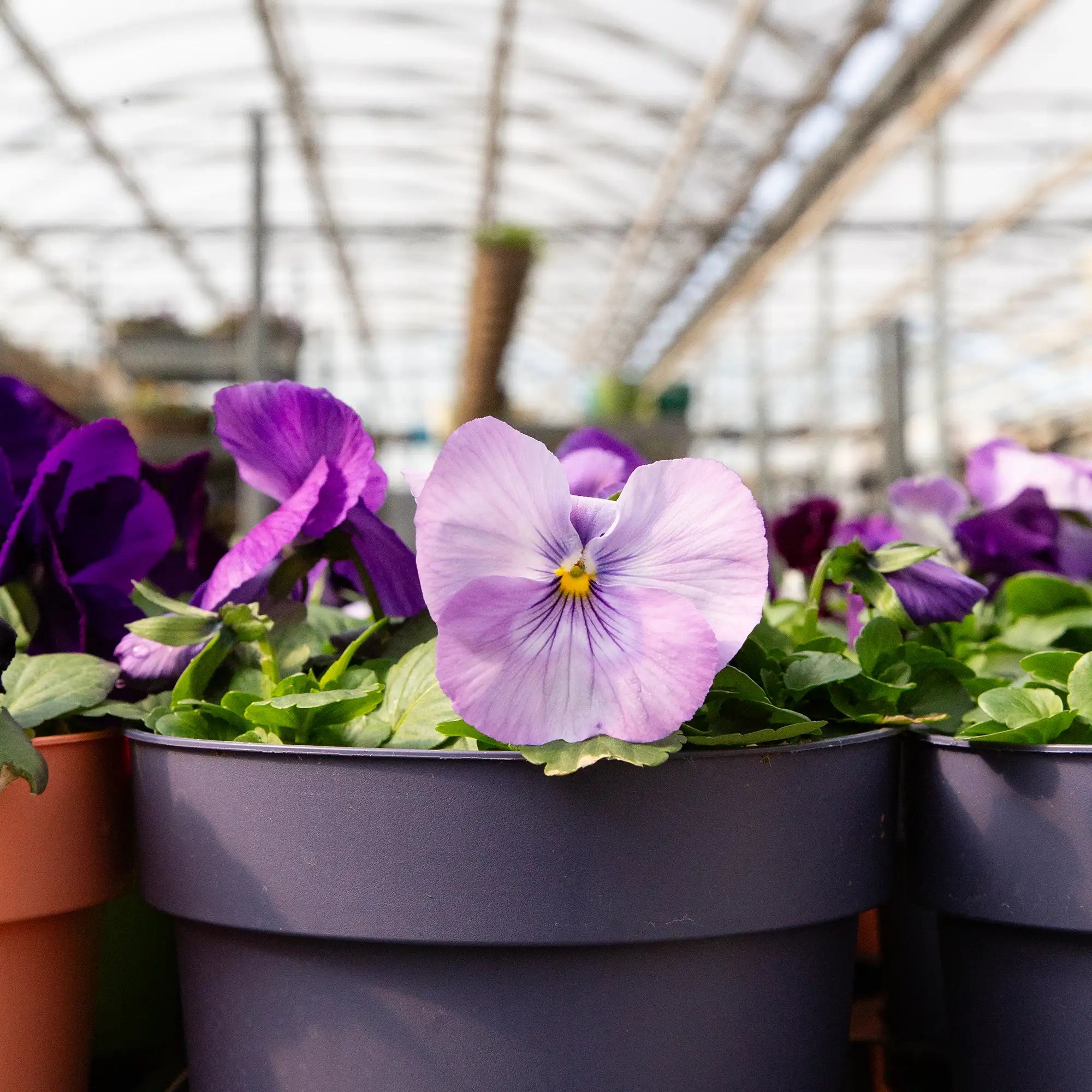 Pansy Inspire® Plus 'Marina Lavender'