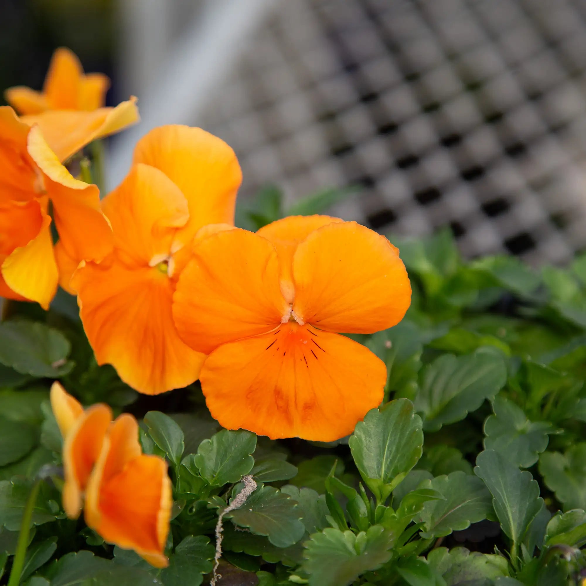 Pansy Inspire® Plus 'Orange'