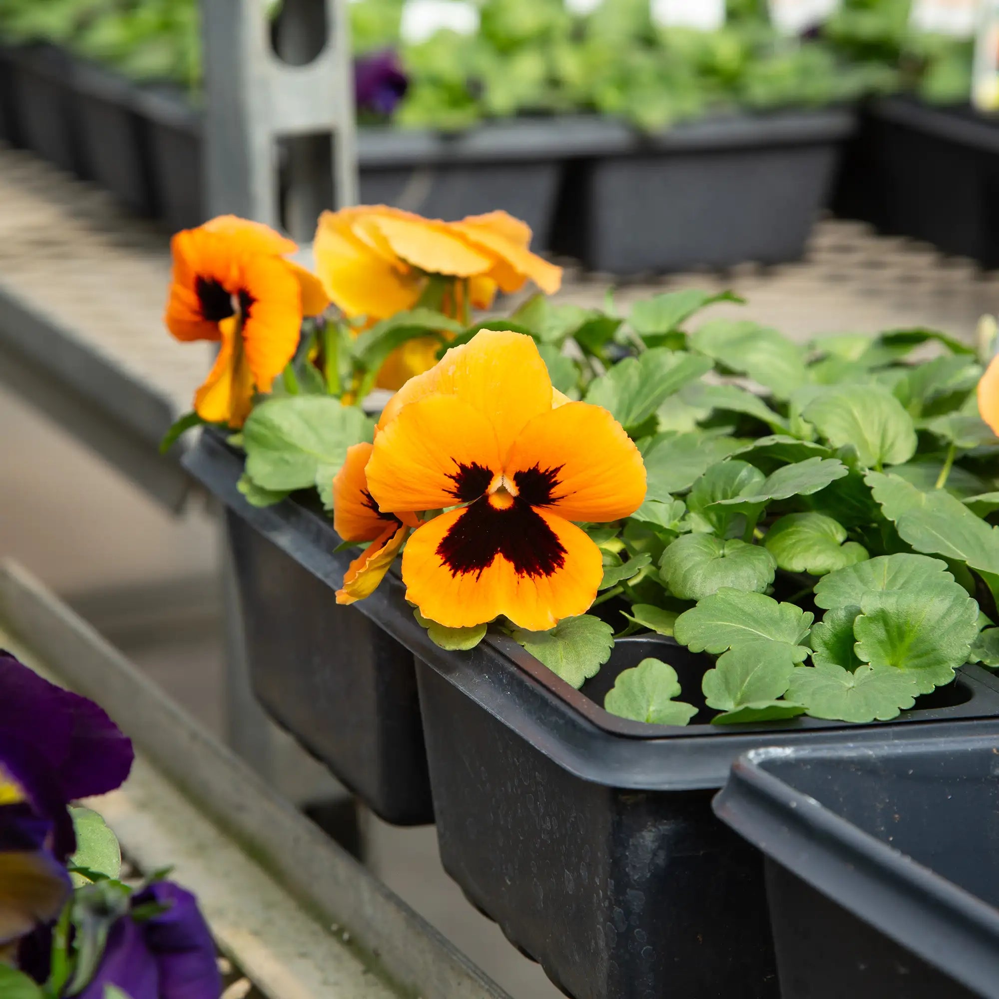 Pansy Inspire® Plus 'Orange Blotch'
