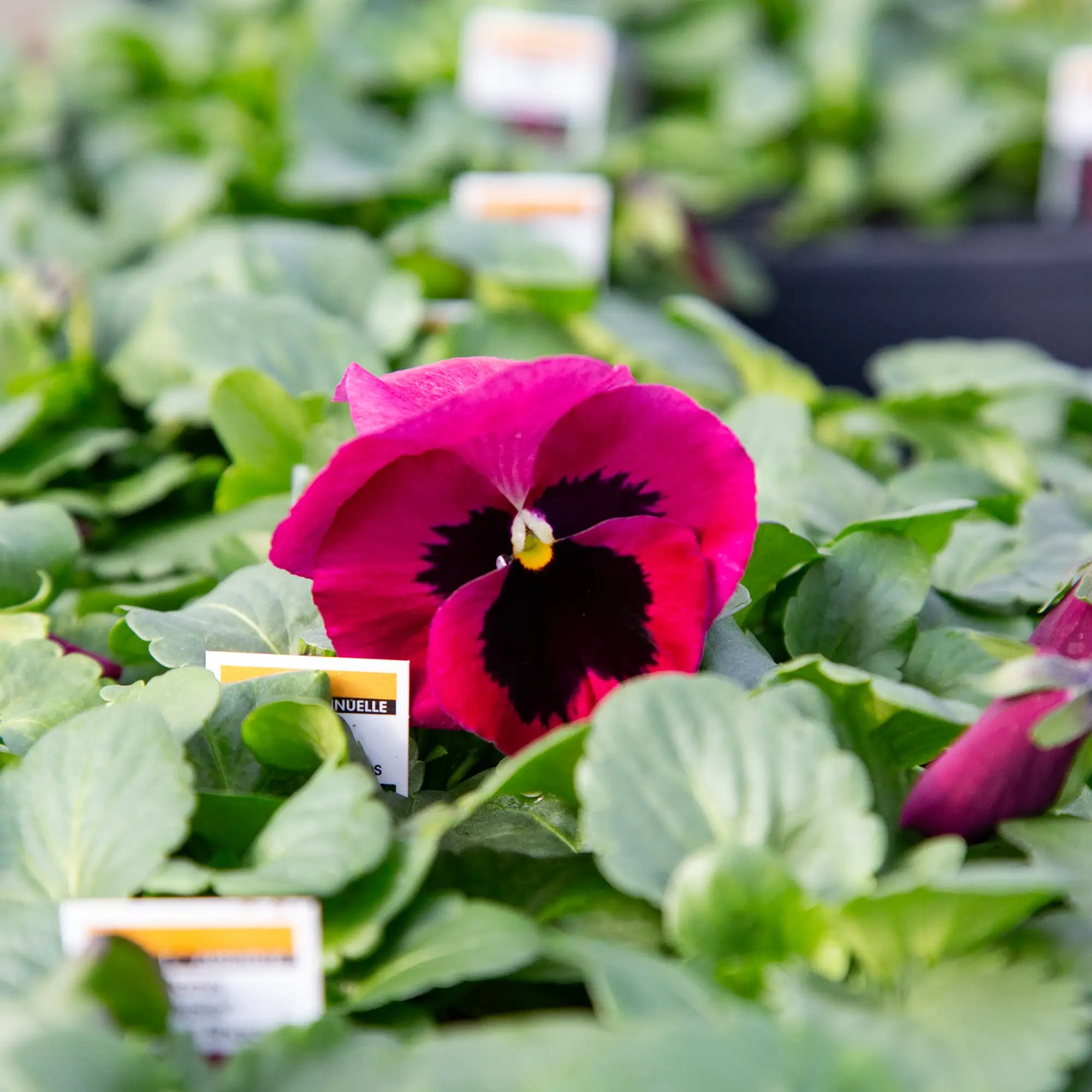 Pansy Inspire® Plus 'Pink Shades'