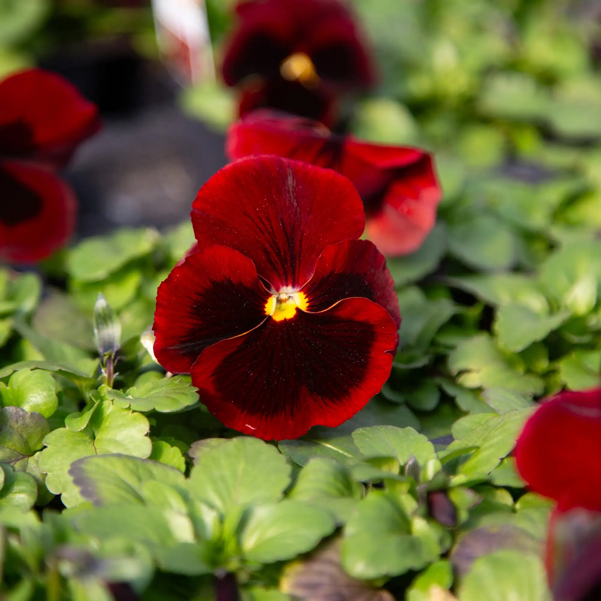 Pansy Inspire® Plus 'Red Blotch'