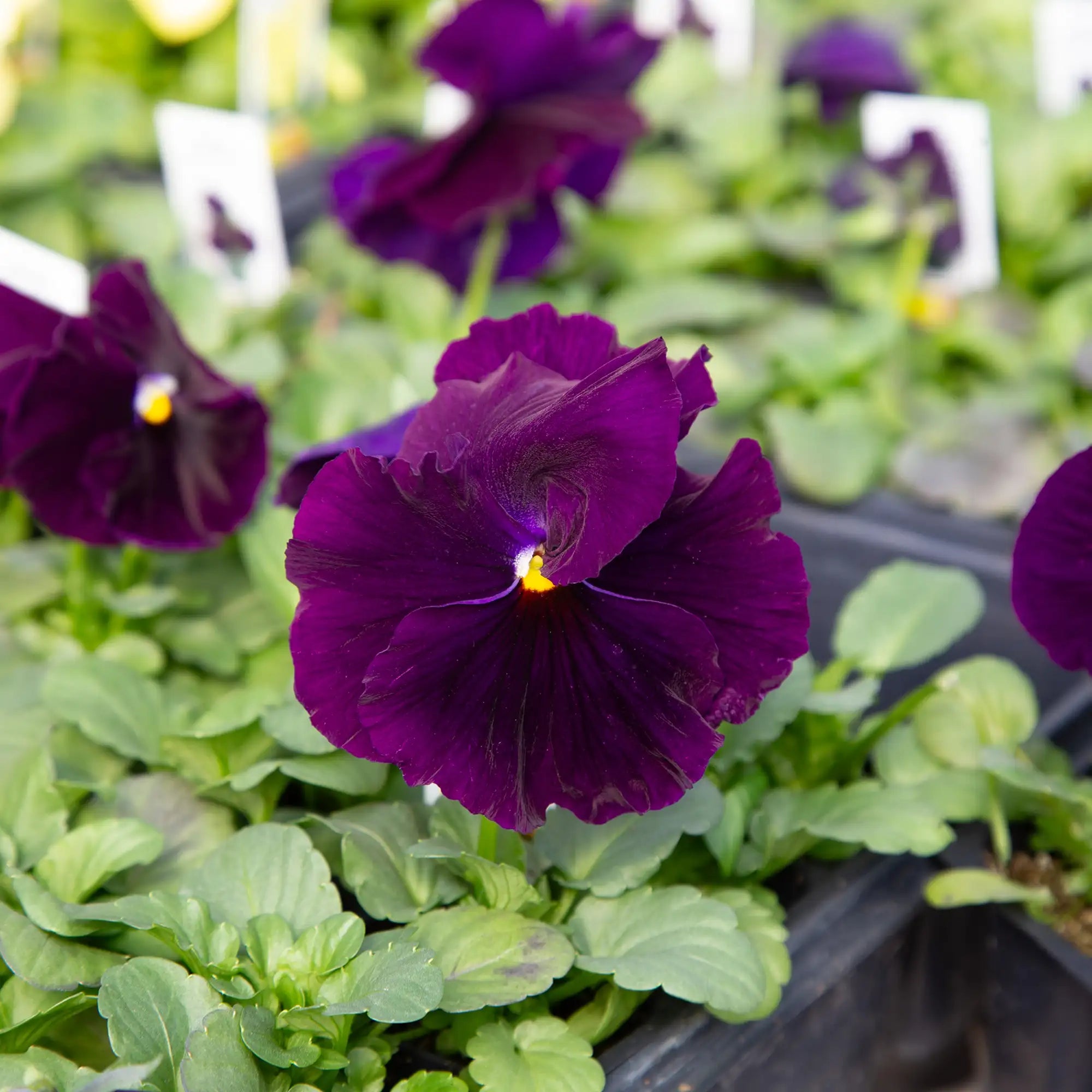 Pansy Inspire® Plus 'Violet'