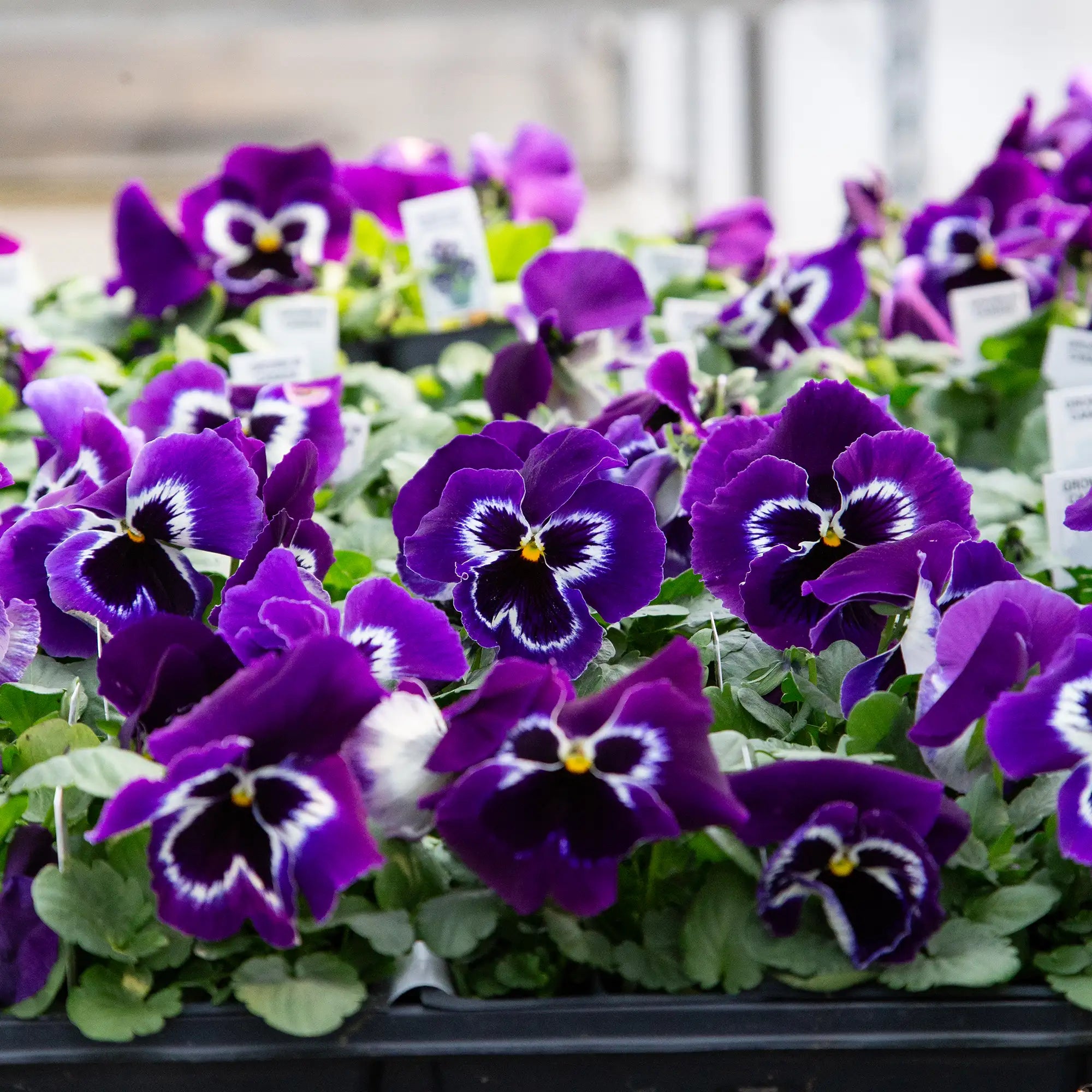 Pansy Inspire® Plus 'Violet Face'