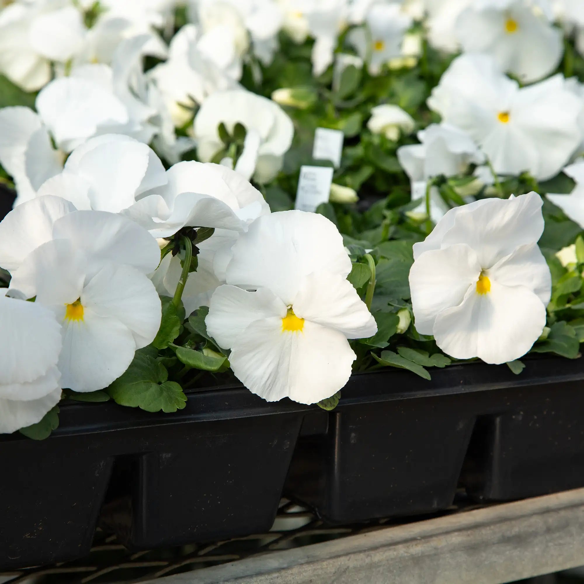 Pansy Inspire® Plus 'White'