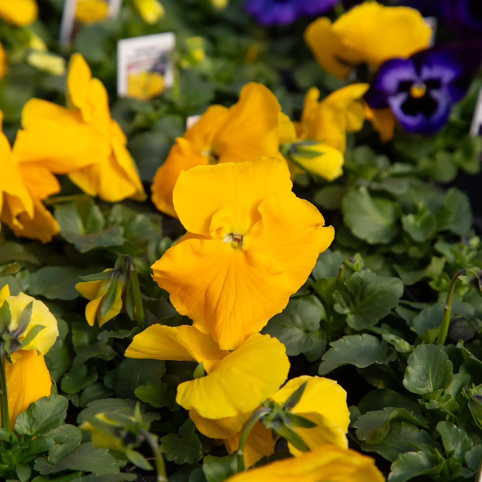 Pansy Inspire® Plus 'Yellow'