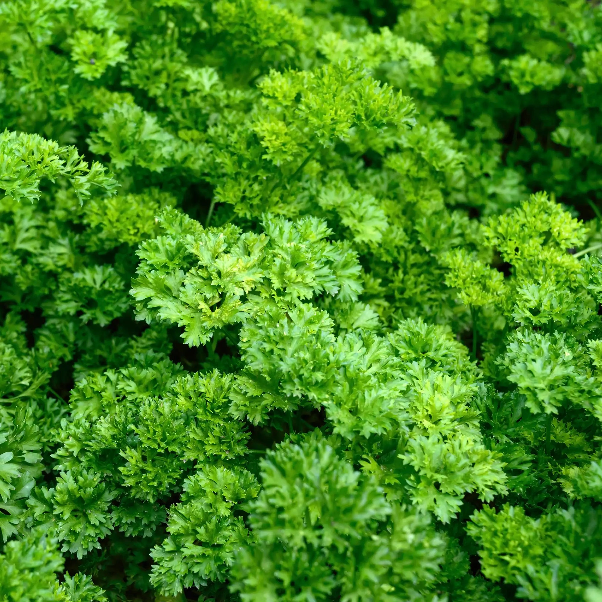 Close-up of a dense cluster of curled green parsley leaves on the plant.