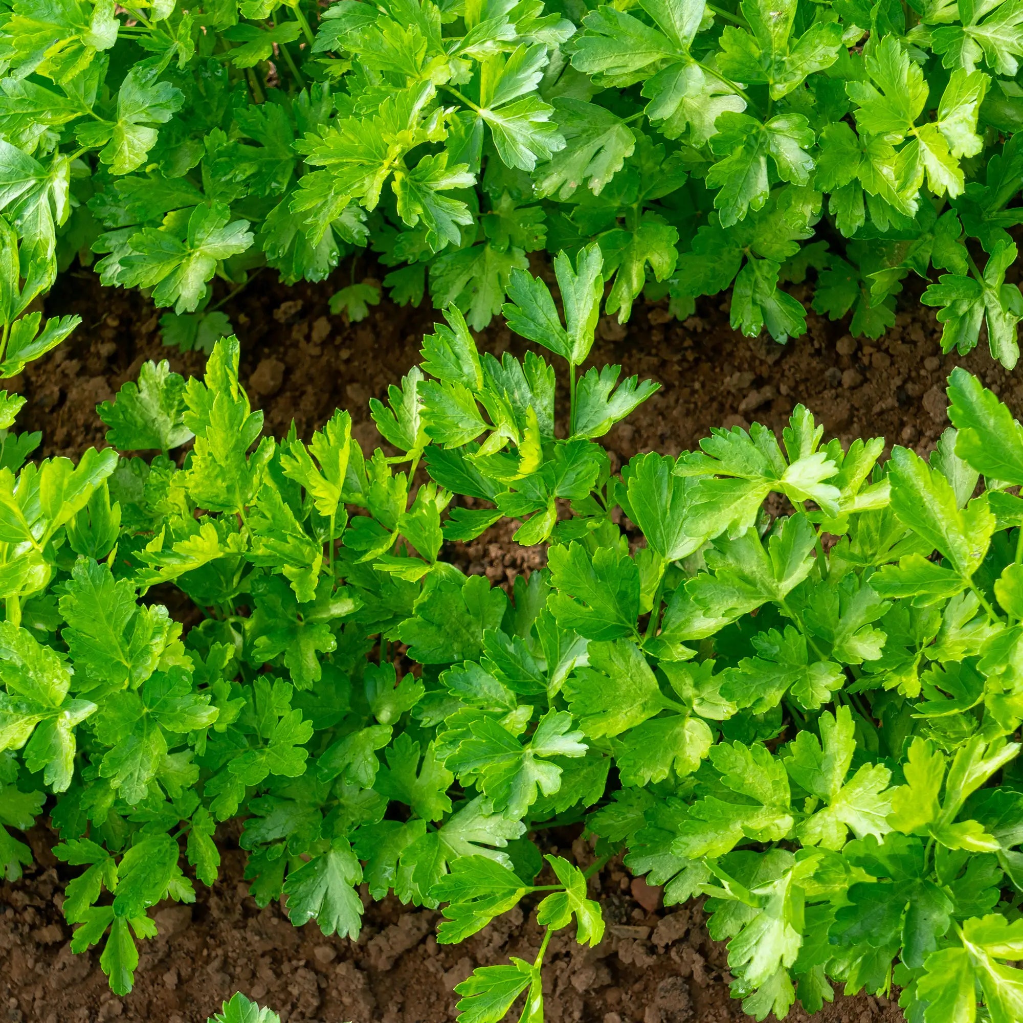 Close-up of green italian or flat leaf parsley plants growing in soil