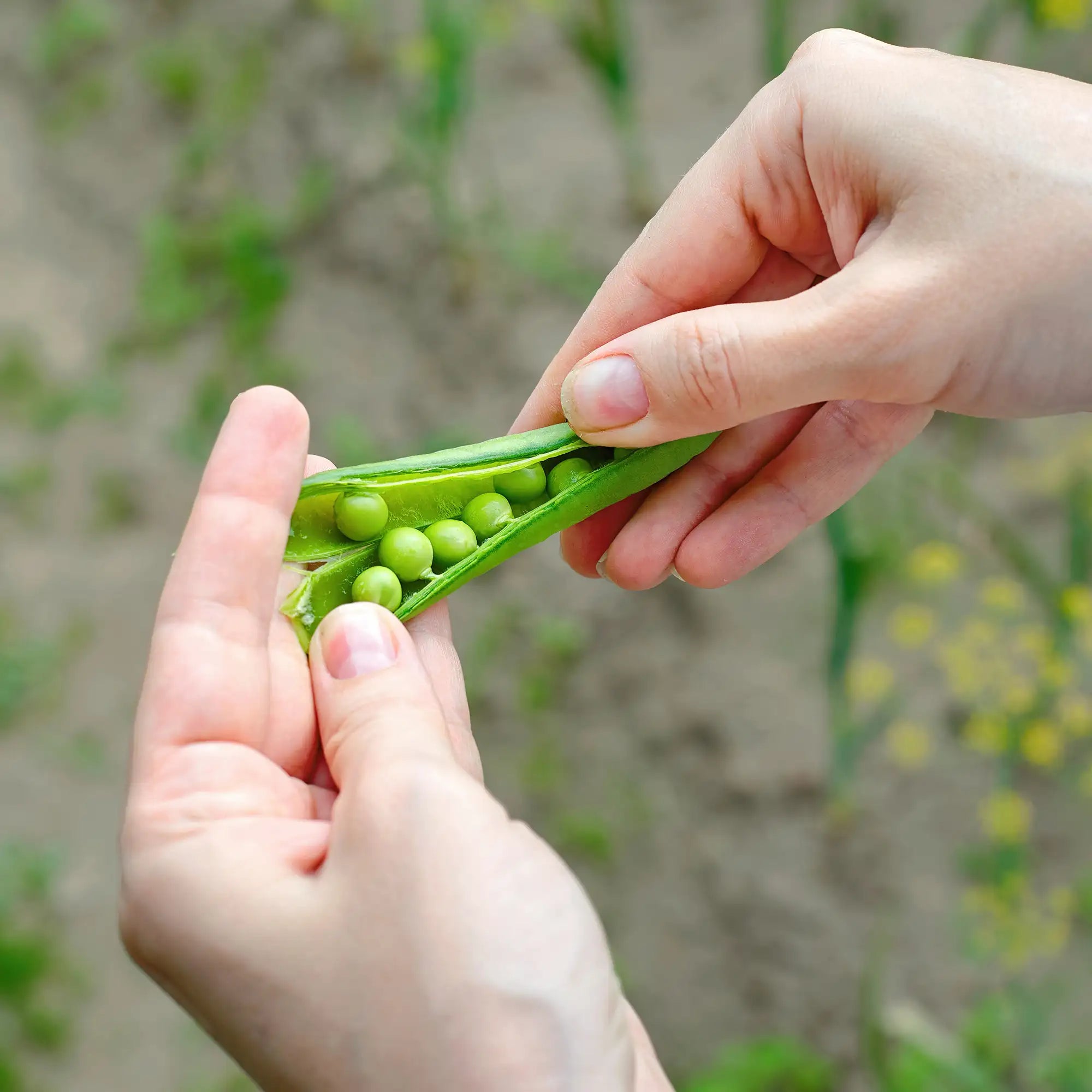 Pea Shelling