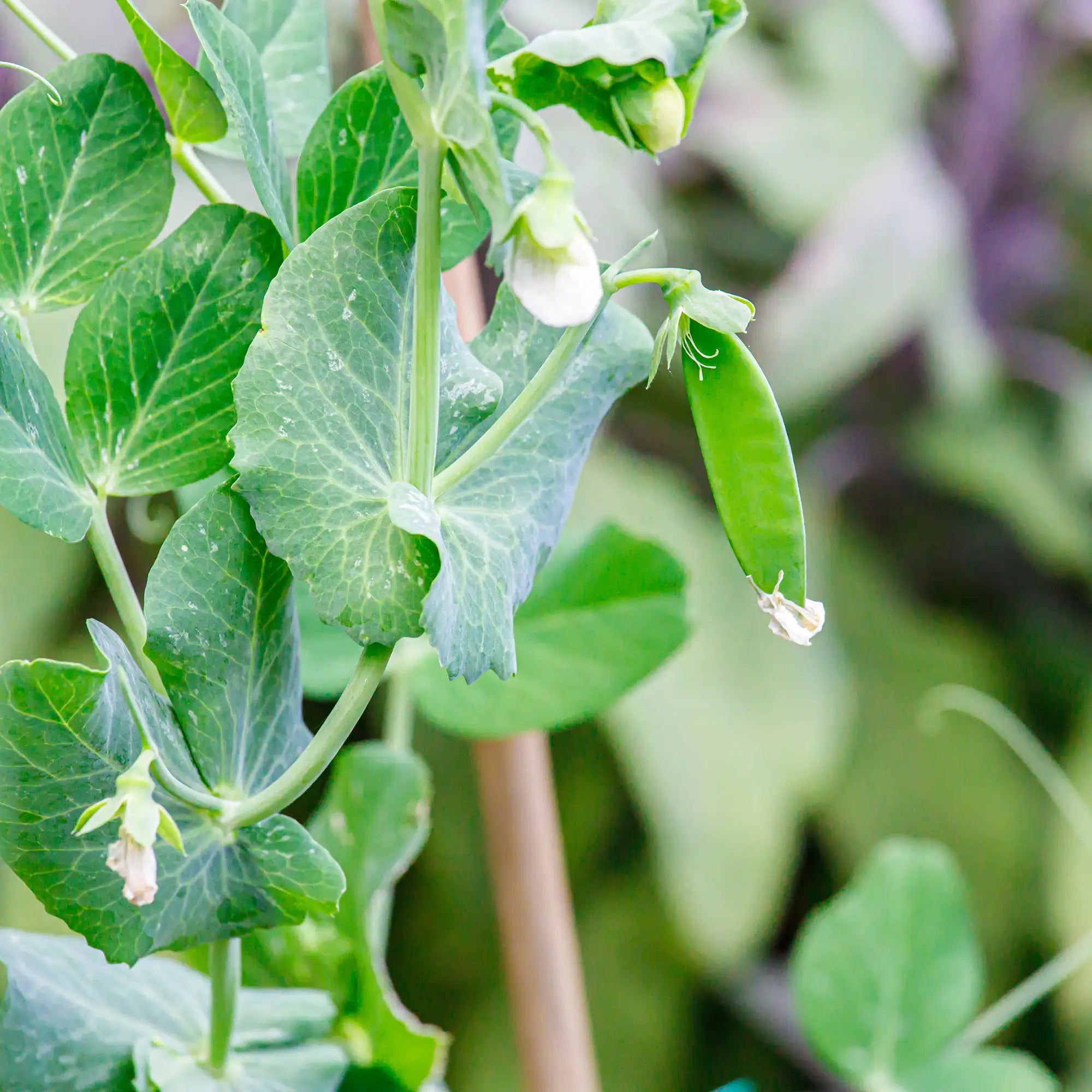 Pea Snow