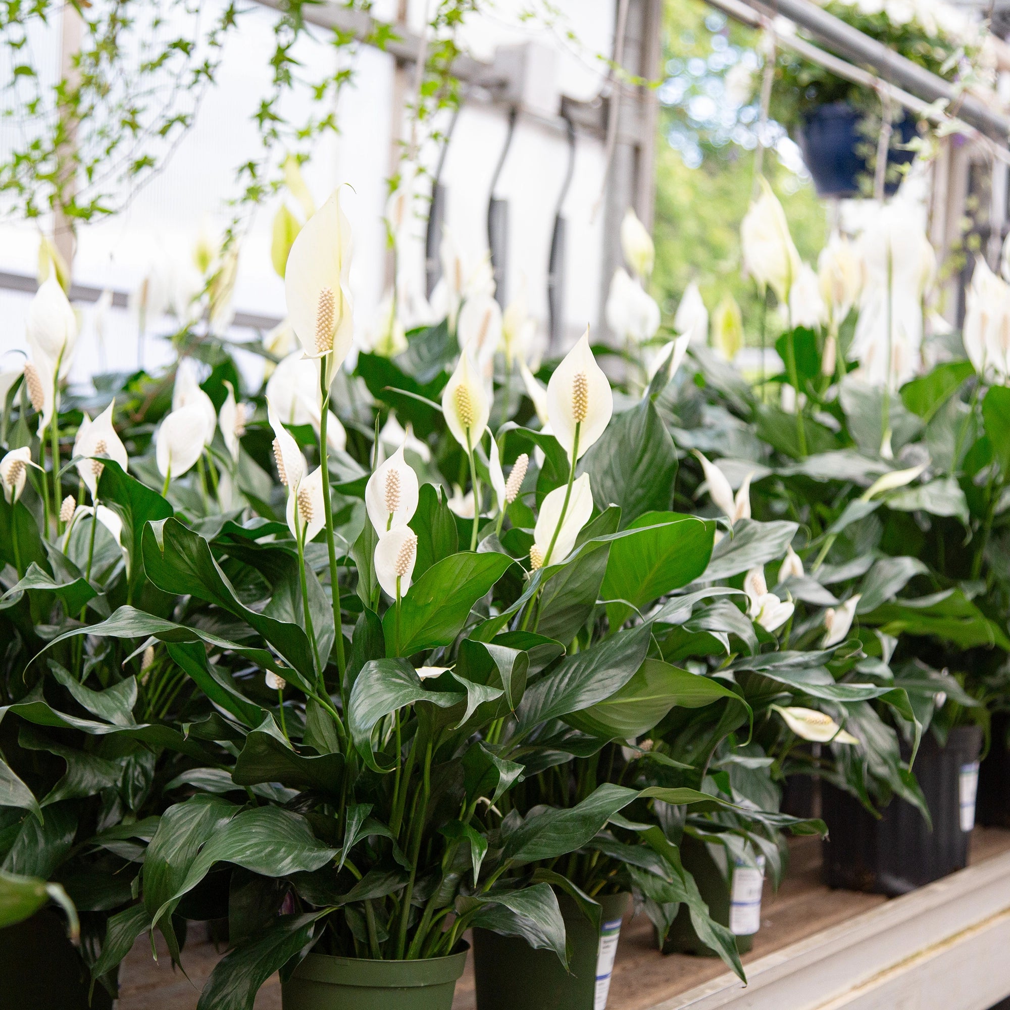 Peace Lily