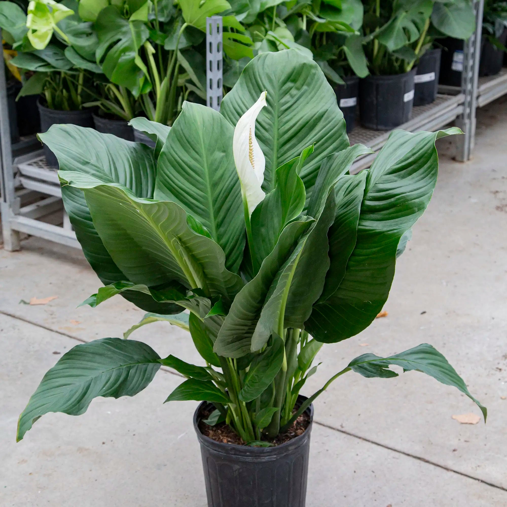 Peace Lily 'Sensation'