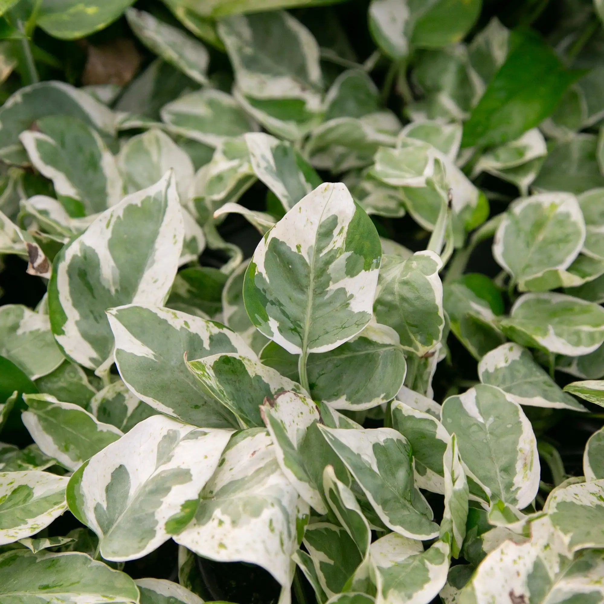Pothos 'Pearls and Jade®'
