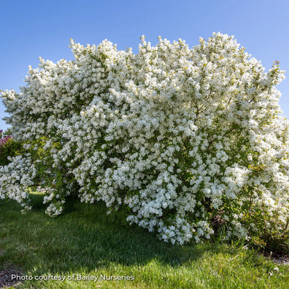 Pearlbush 'Lotus Moon™'