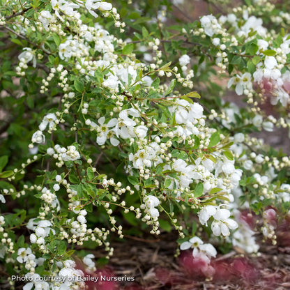 Pearlbush 'Lotus Moon™'