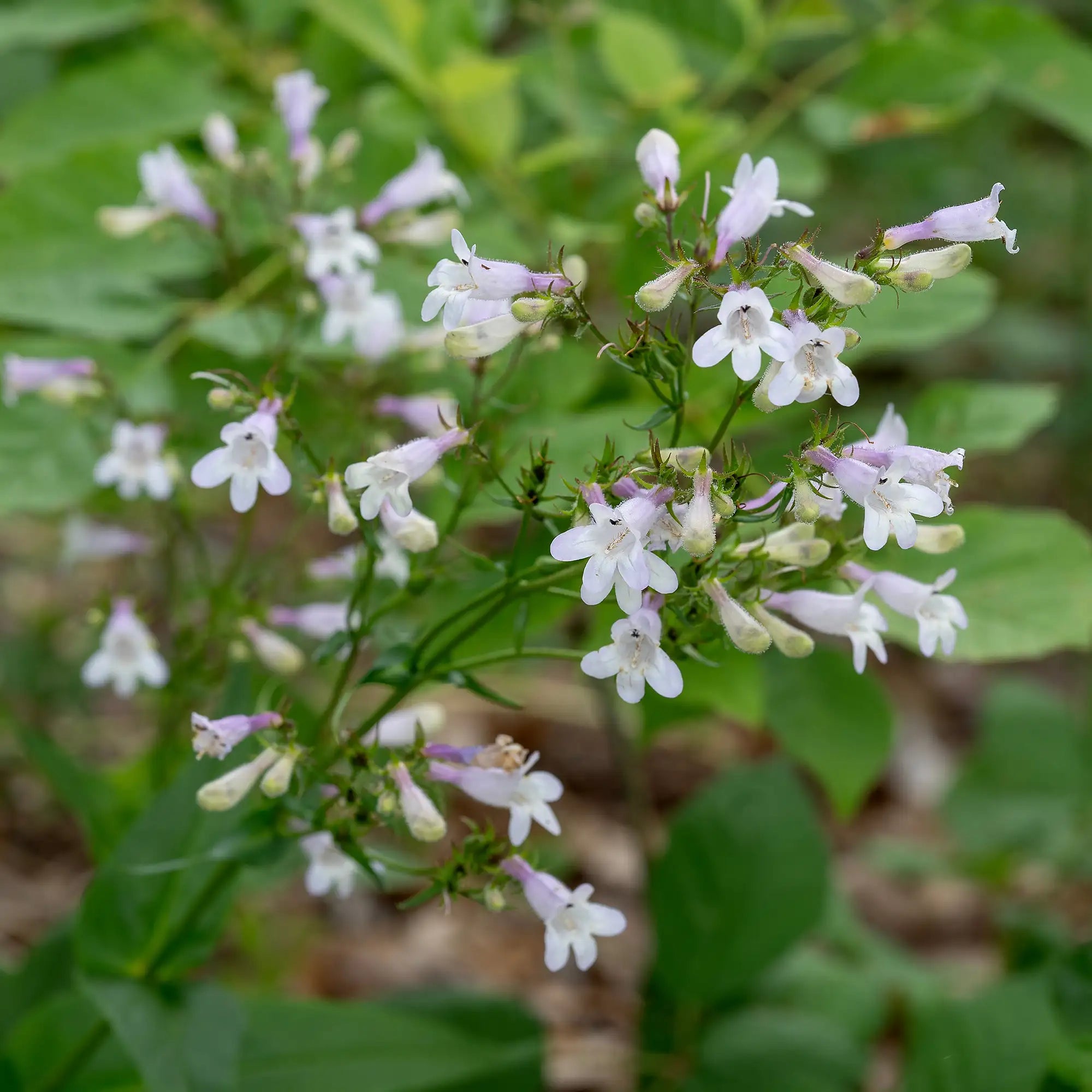 Beardtongue Foxglove