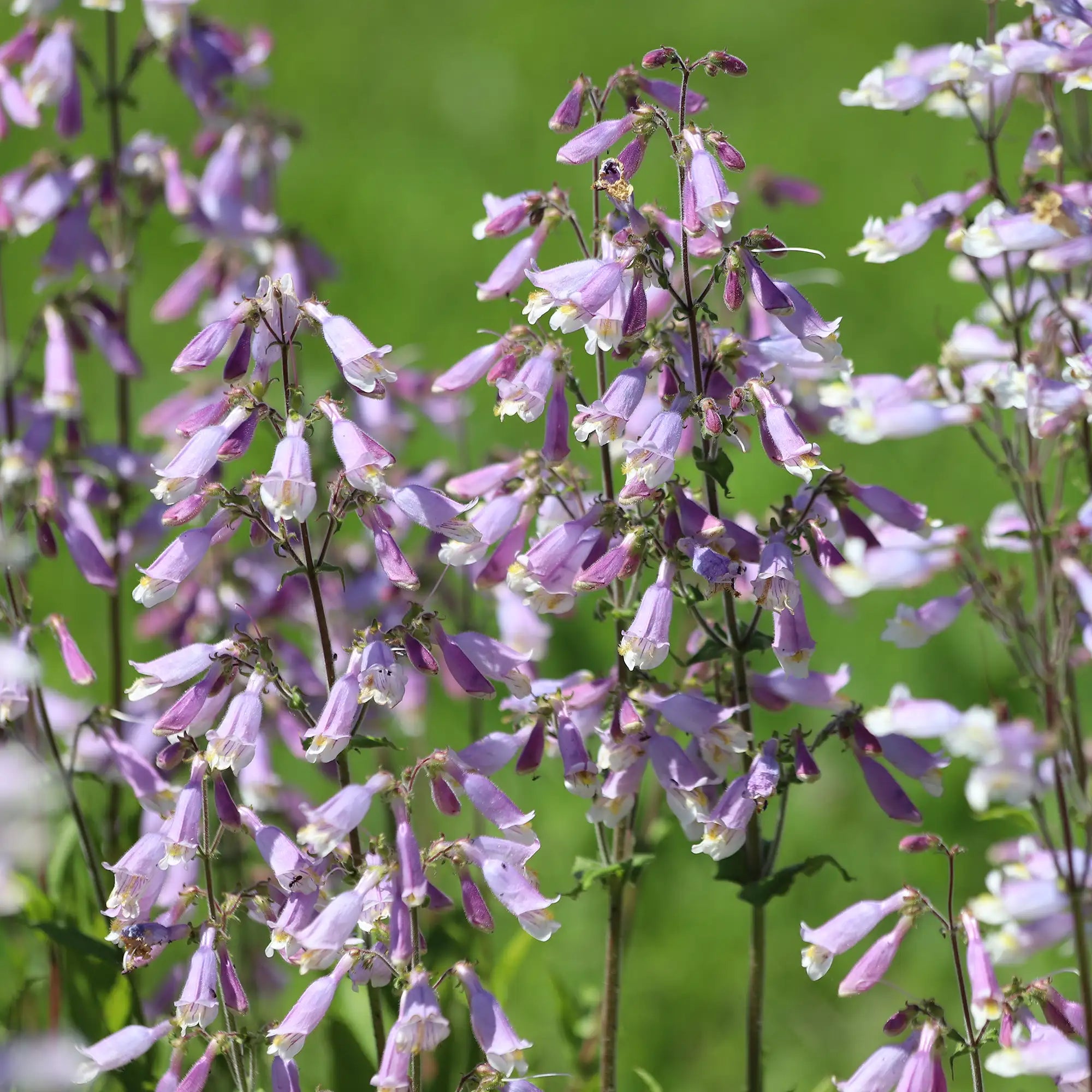 Beardtongue Hairy