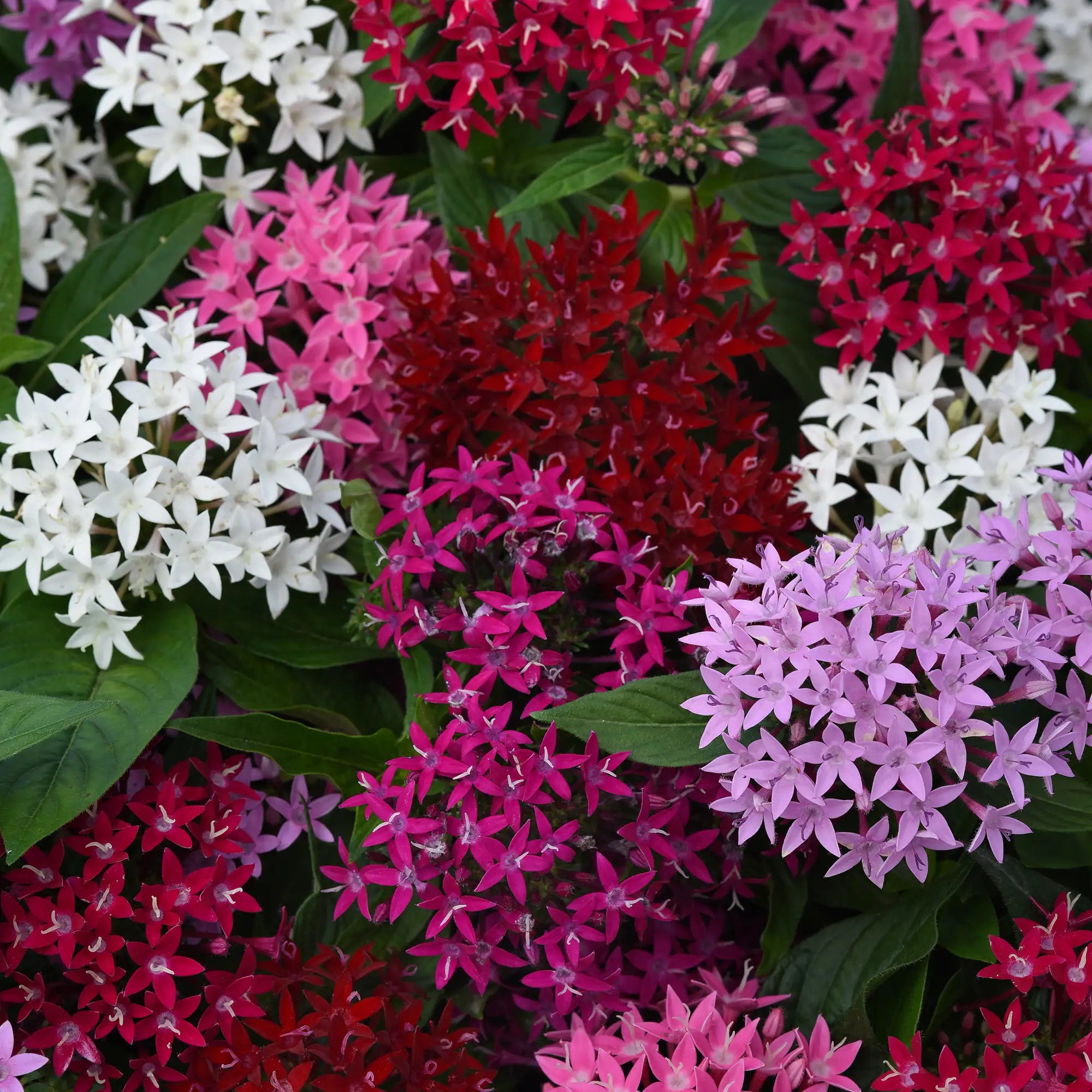 Pentas 'Lucky Star® Mix'