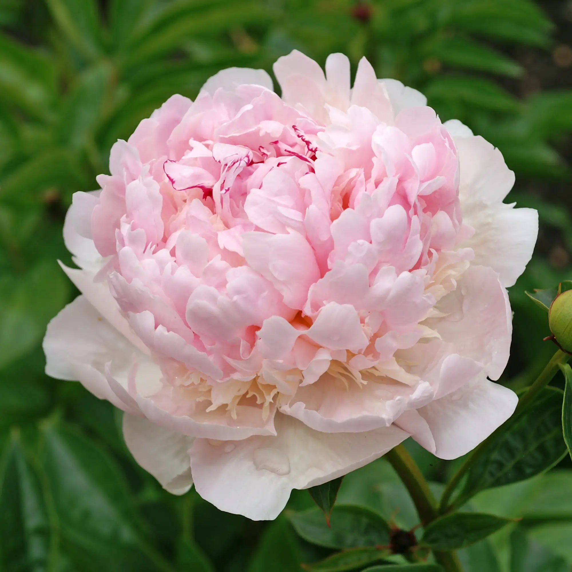 Peony Herbaceous 'Angel Cheeks'