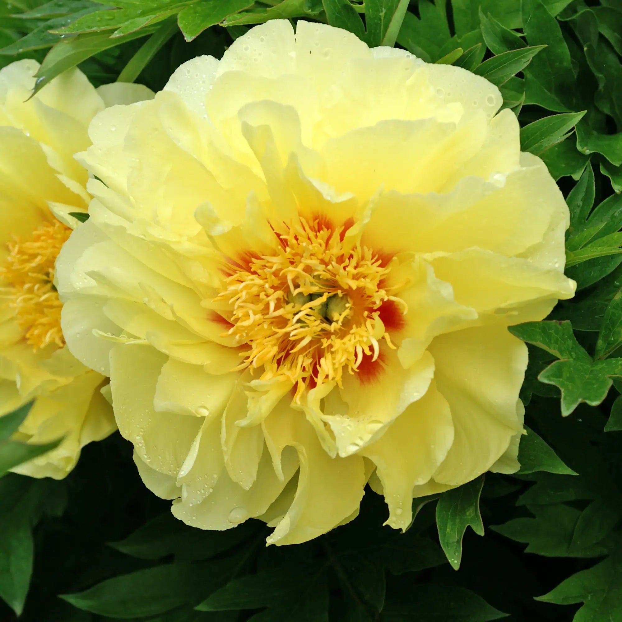 Peony Itoh 'Bartzella'