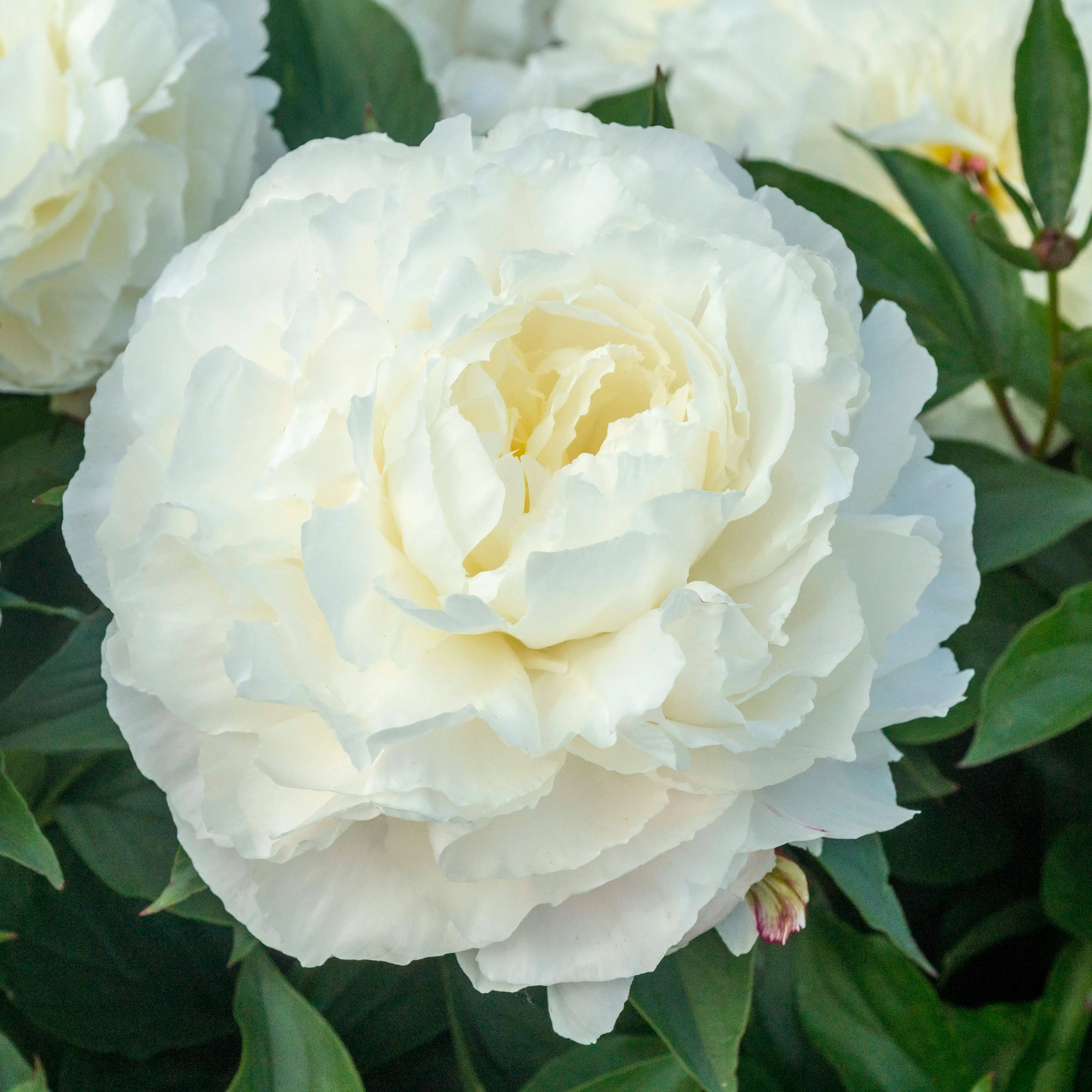 Peony Herbaceous 'Bowl of Cream'