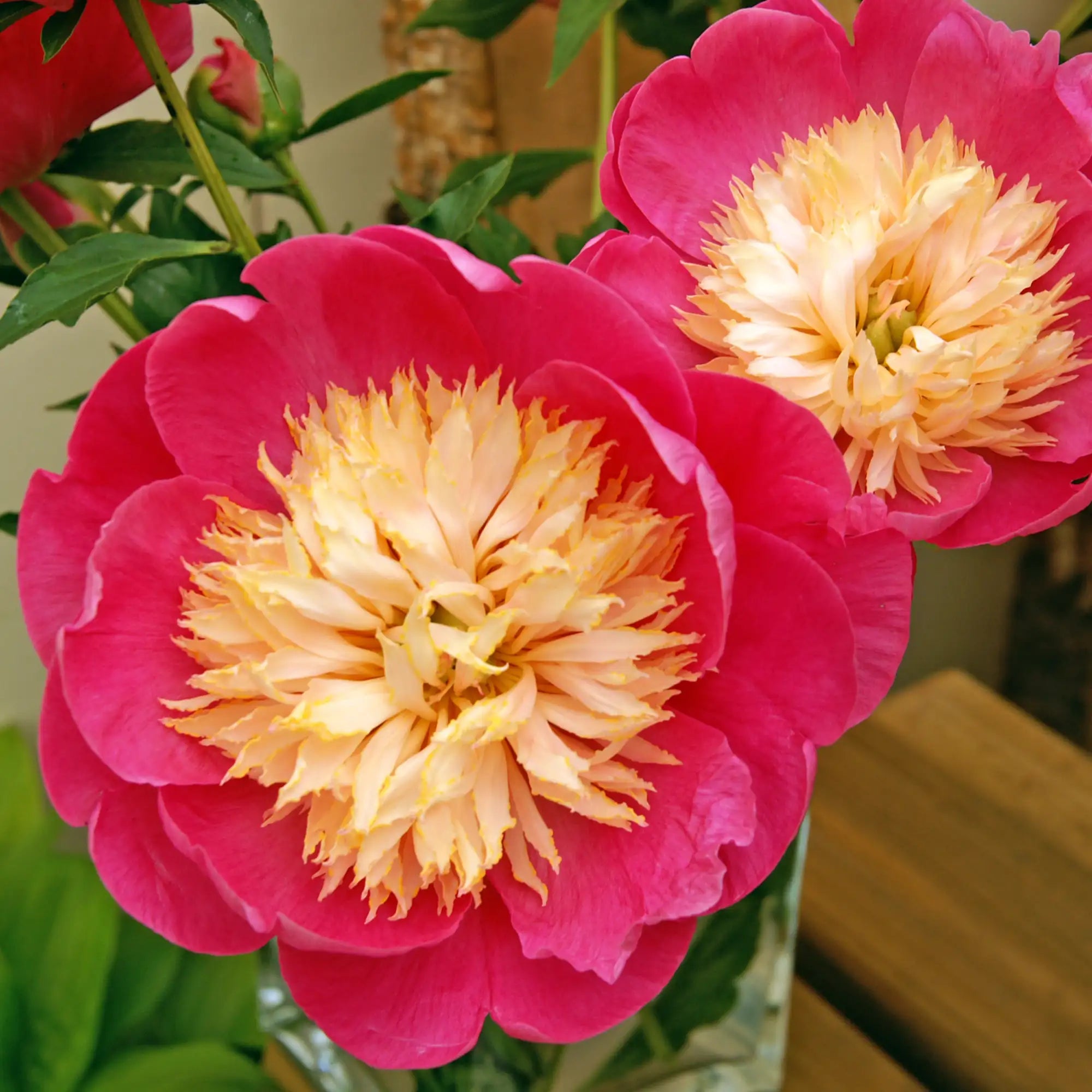 Peony Herbaceous 'Bowl of Love'