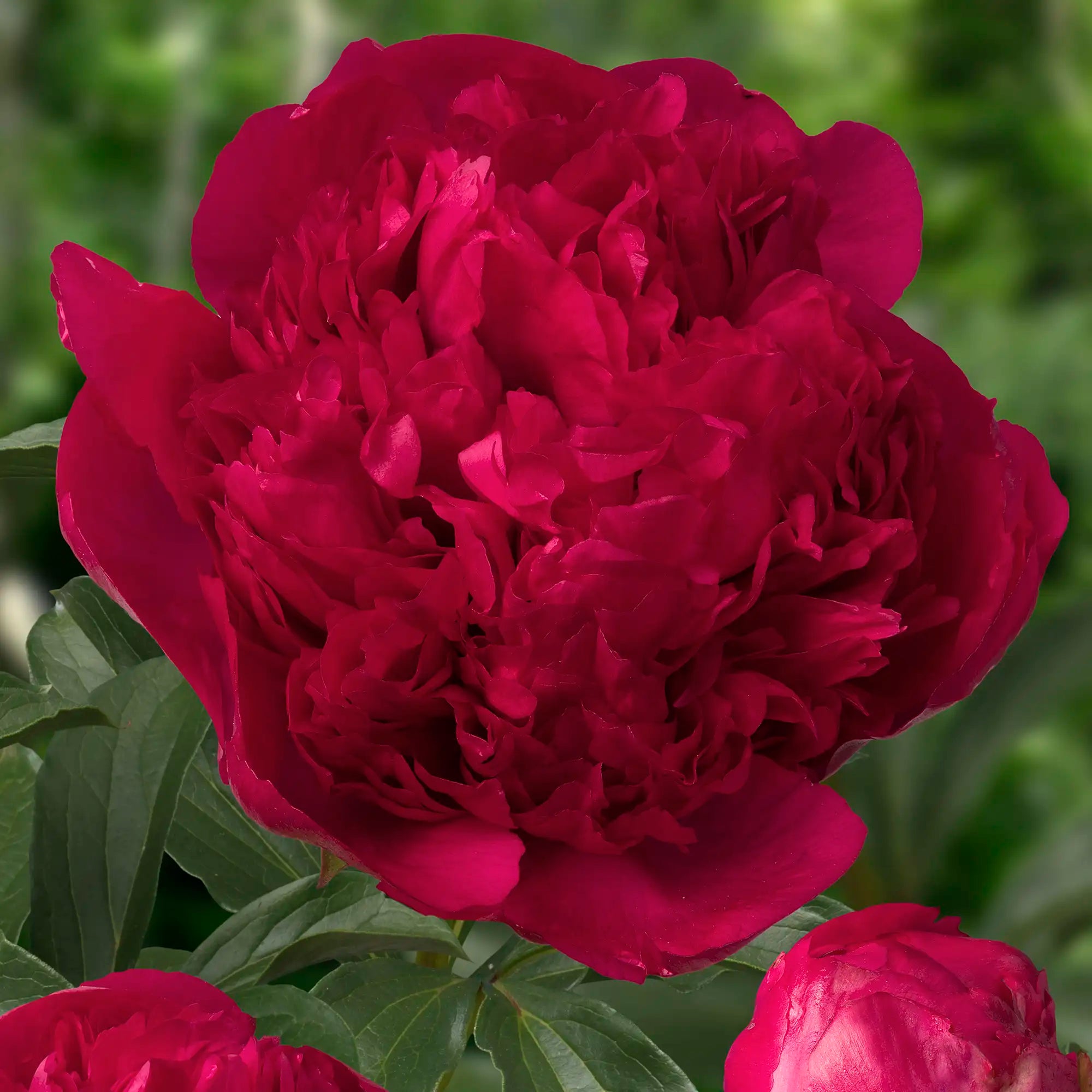 Peony Herbaceous 'Command Performance'