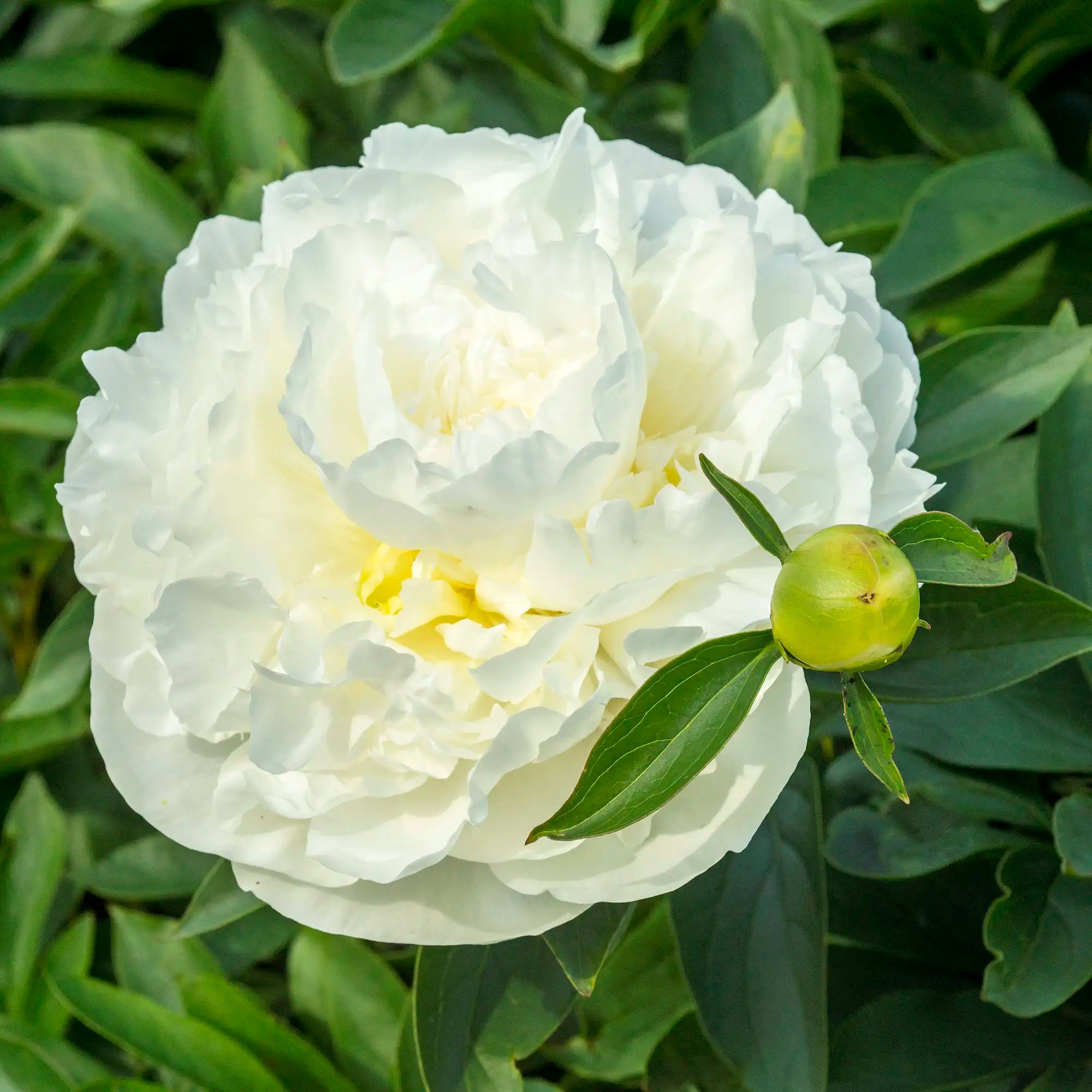Peony Herbaceous 'Duchess de Nemours'
