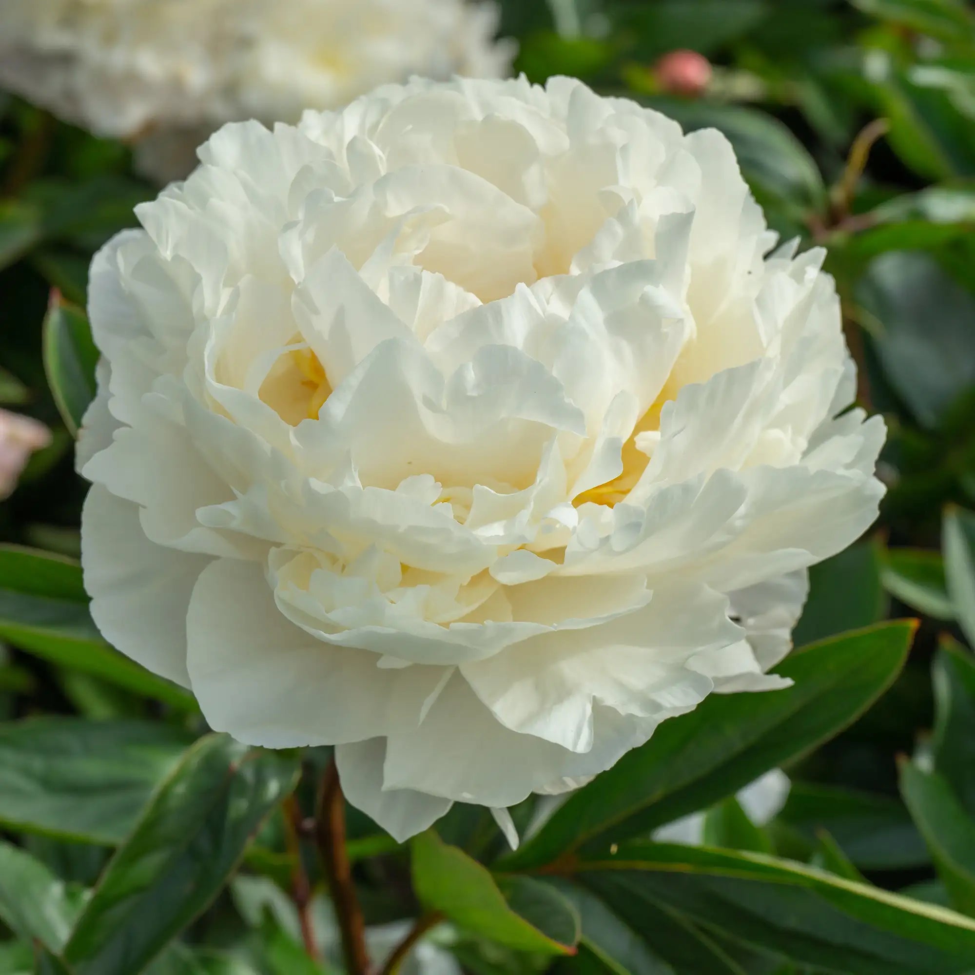 Peony Herbaceous 'Gardenia'