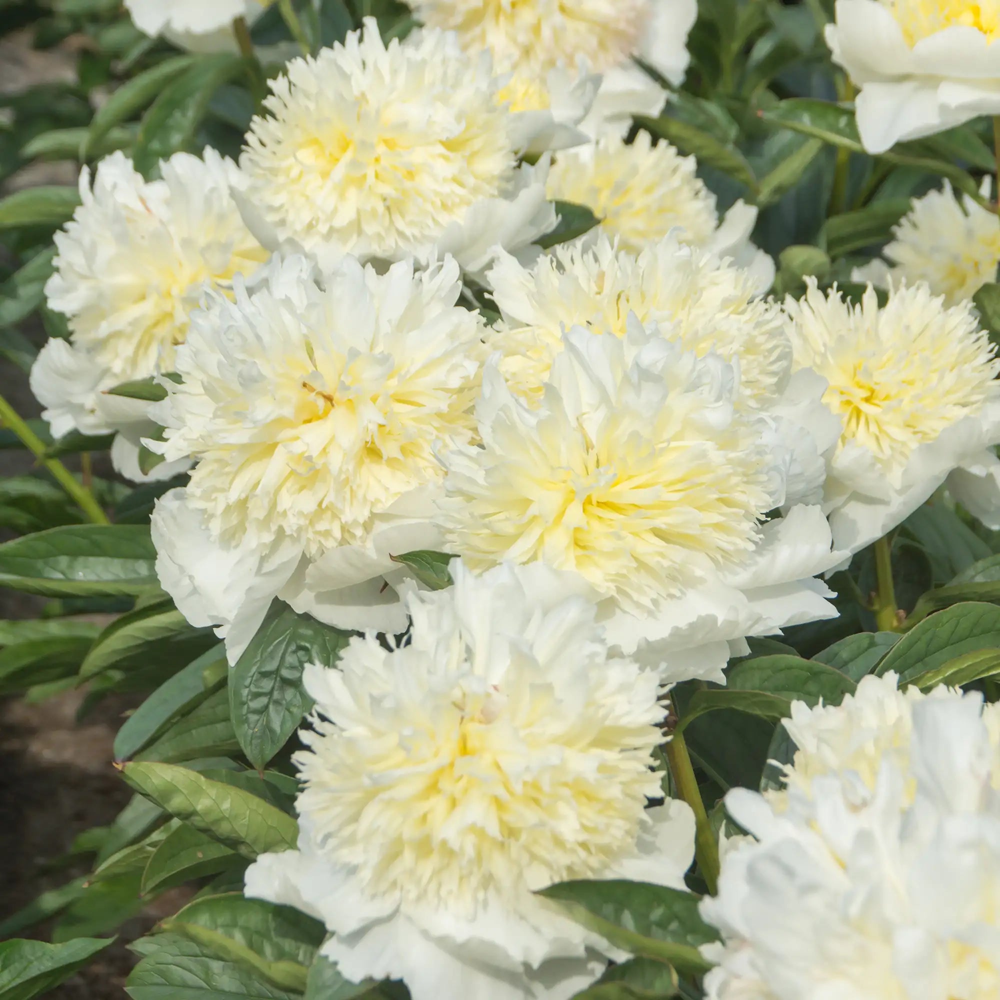 Peony Herbaceous 'Honey Gold'