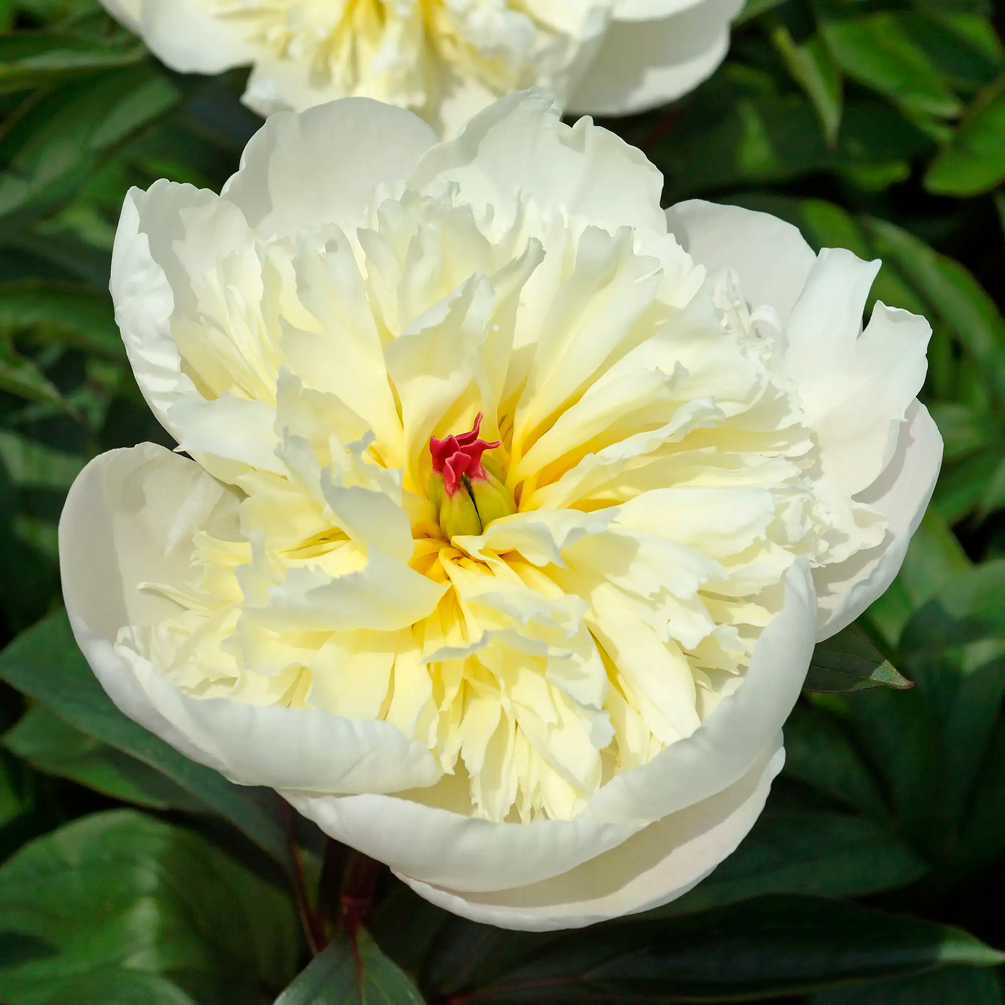 Peony Herbaceous 'Immaculee'