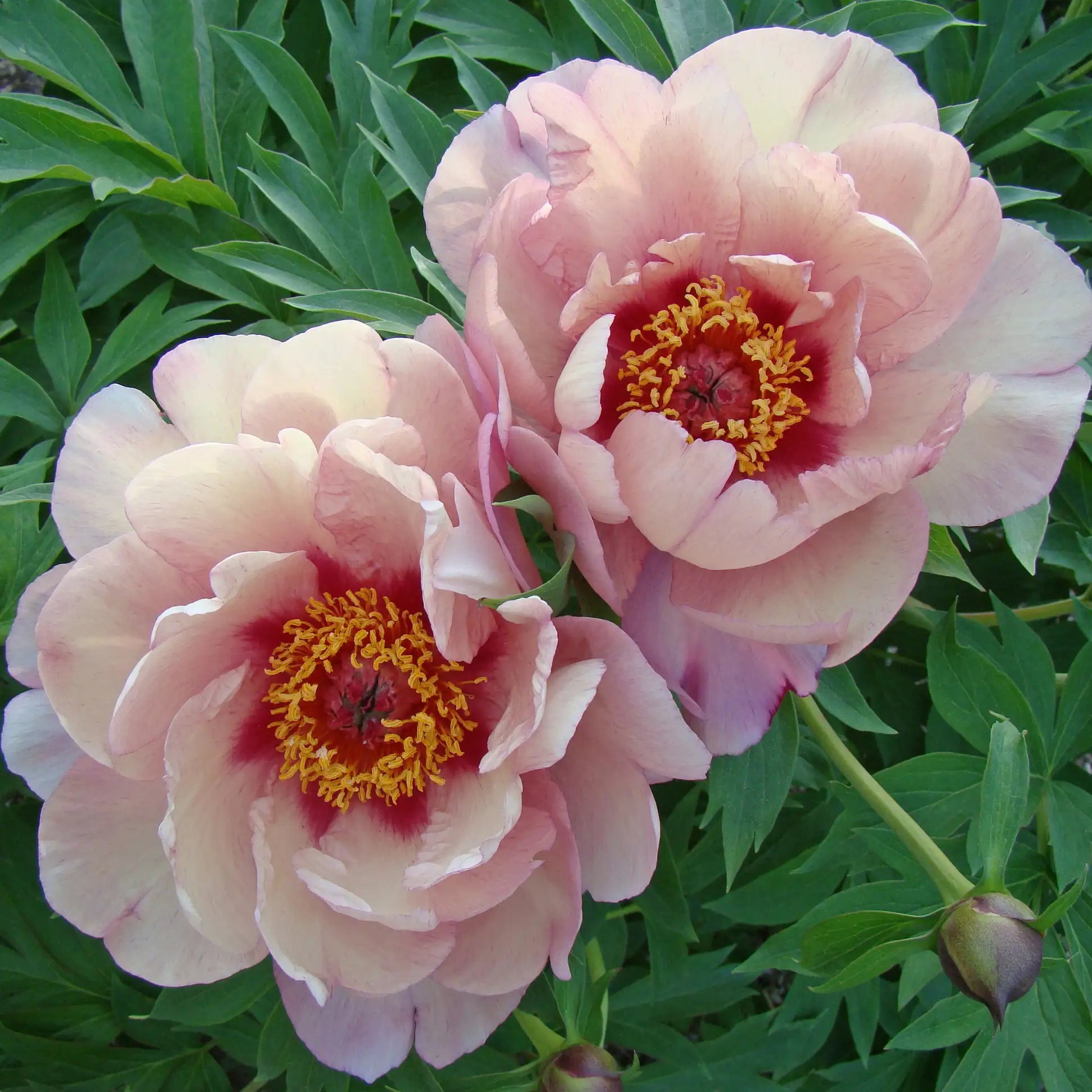 Peony Itoh 'Berry Berry Fine'