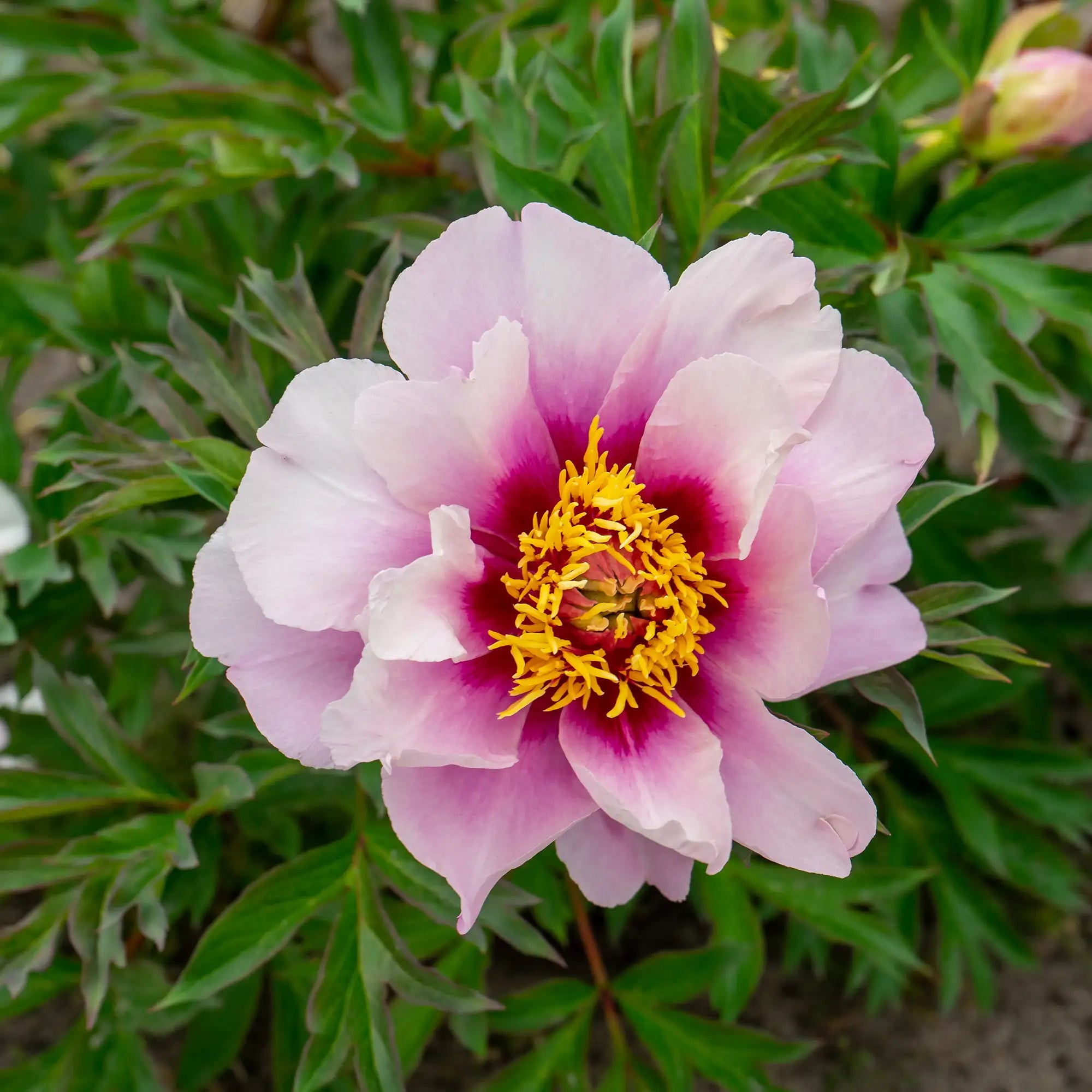 Peony Itoh 'Cora Louise'