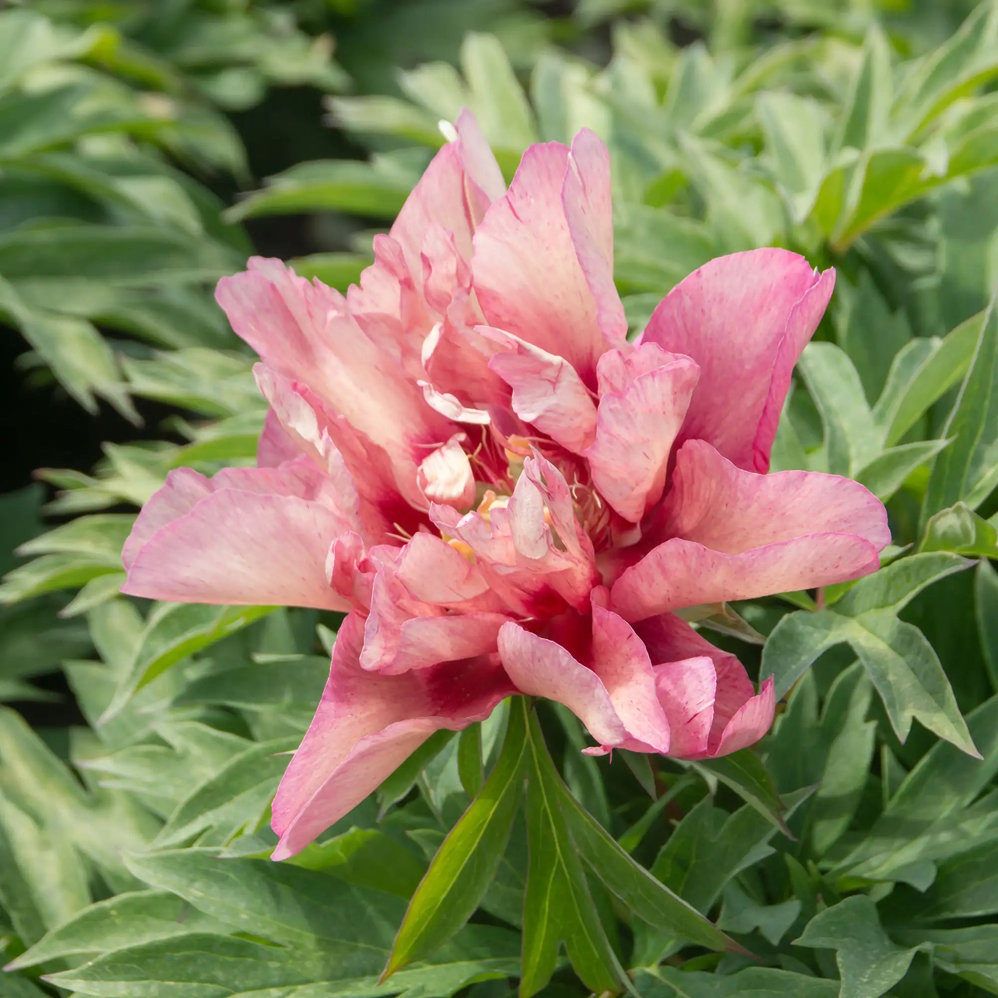 Peony Itoh 'Hillary'