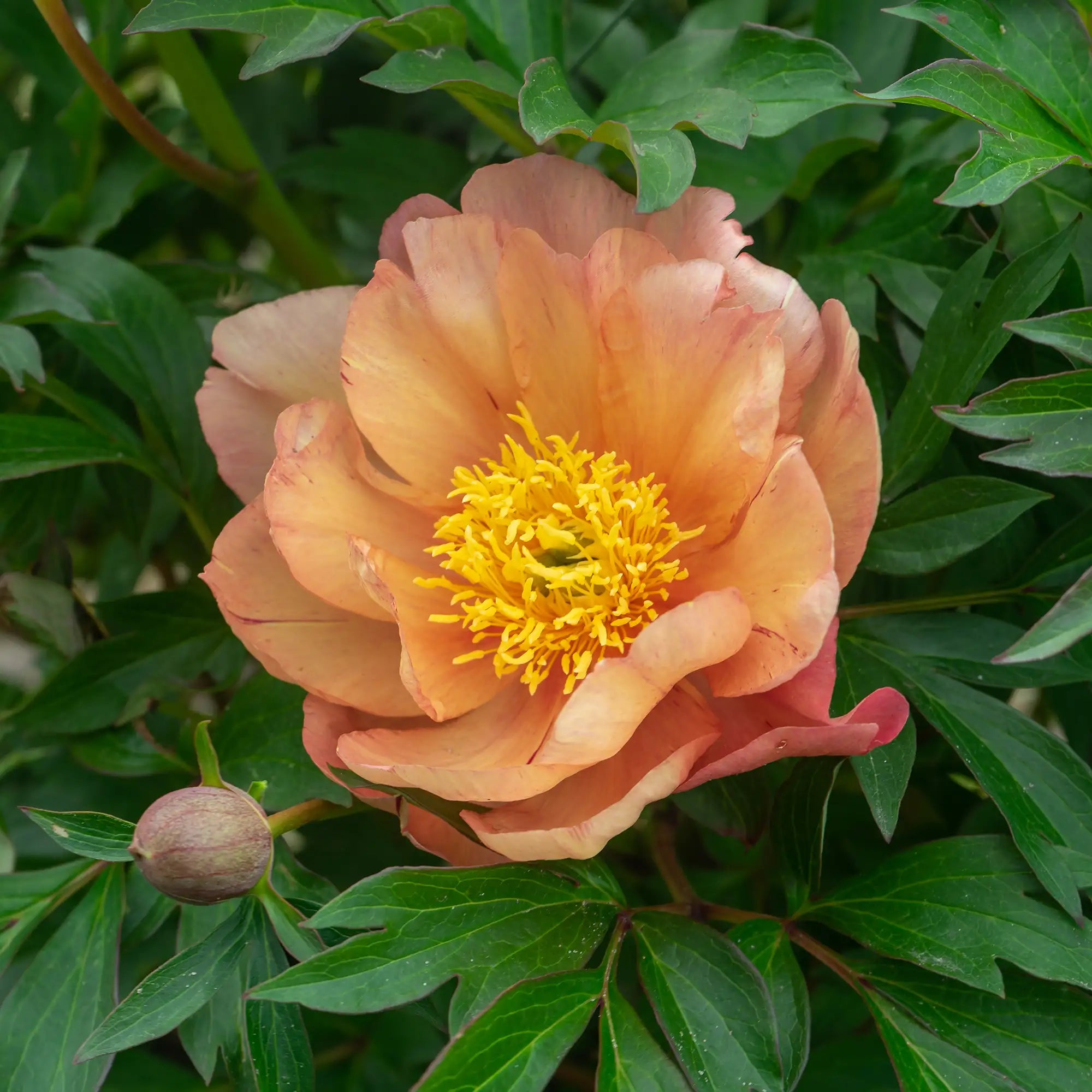 Peony Itoh 'Singing in the Rain'