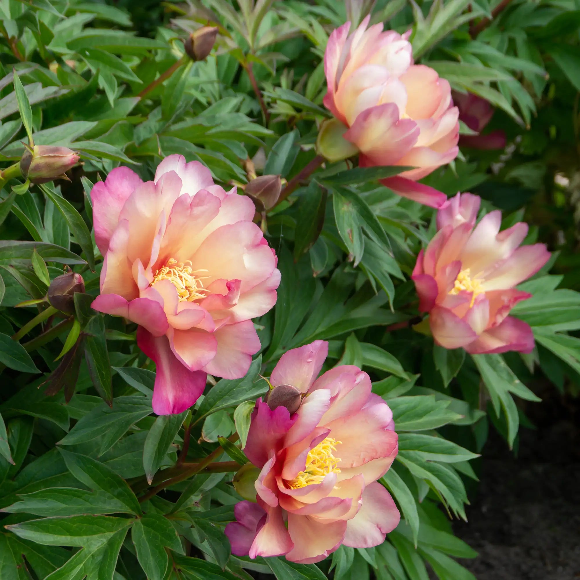 Peony Itoh 'Julia Rose'