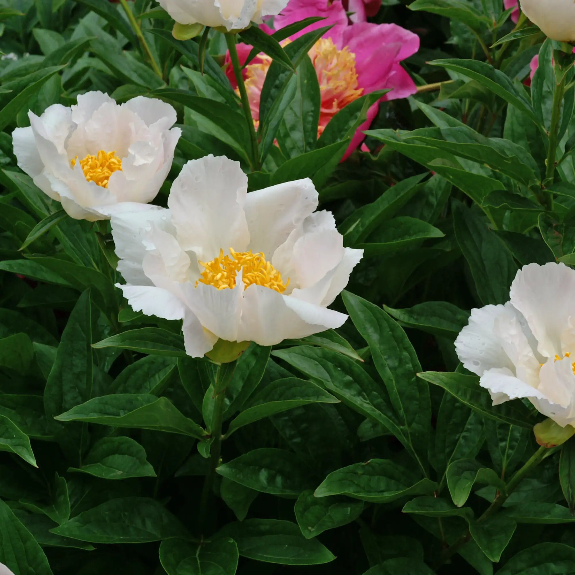Peony Herbaceous 'Krinkled White'