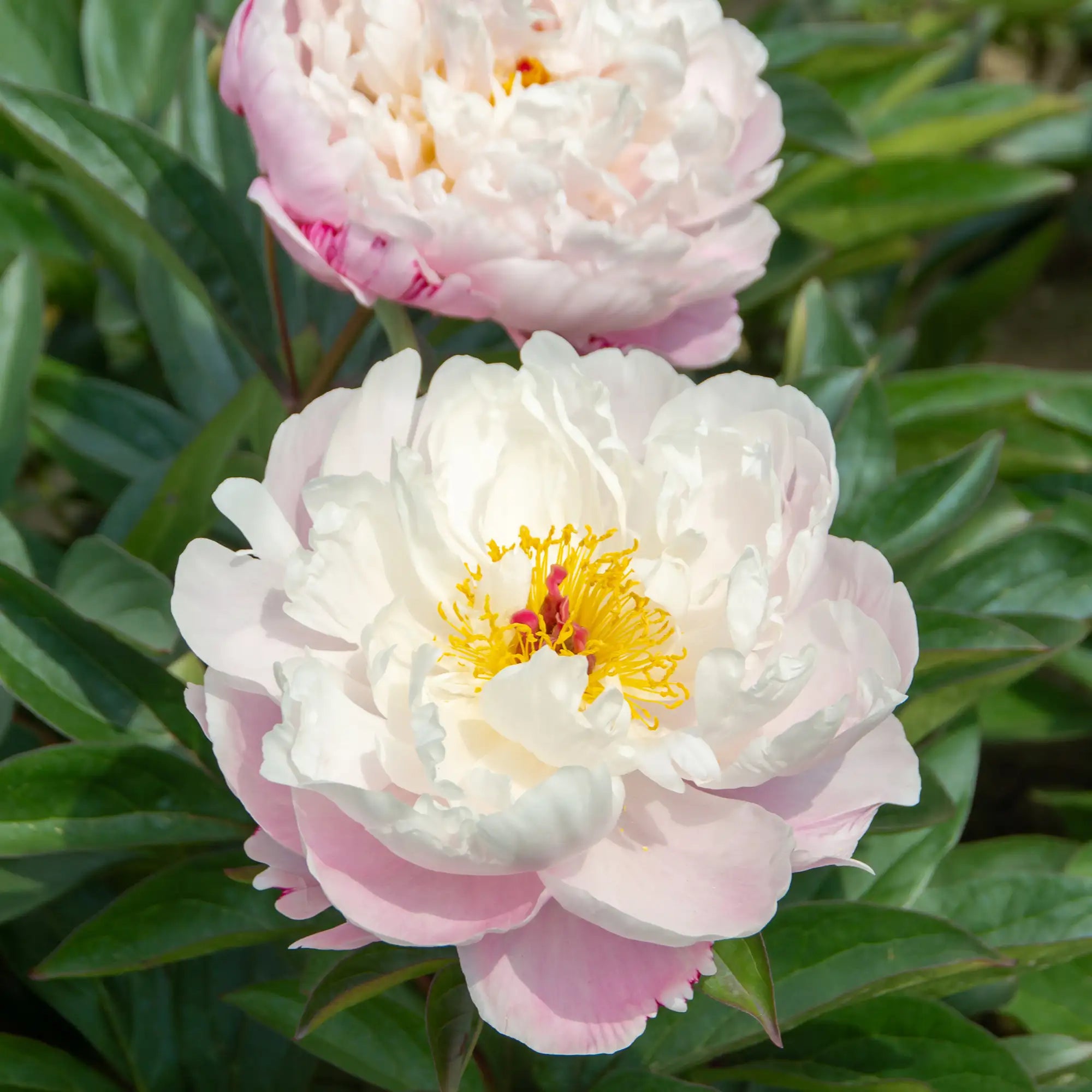 Peony Herbaceous 'Lady Alexandra Duff'
