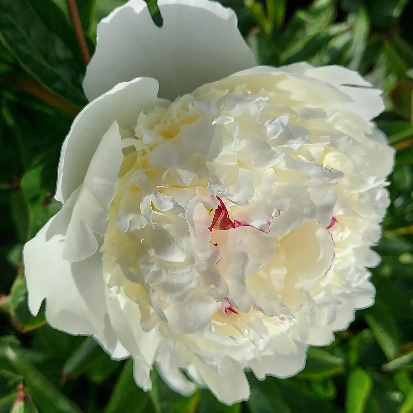 Peony Herbaceous 'Lancaster Imperial'